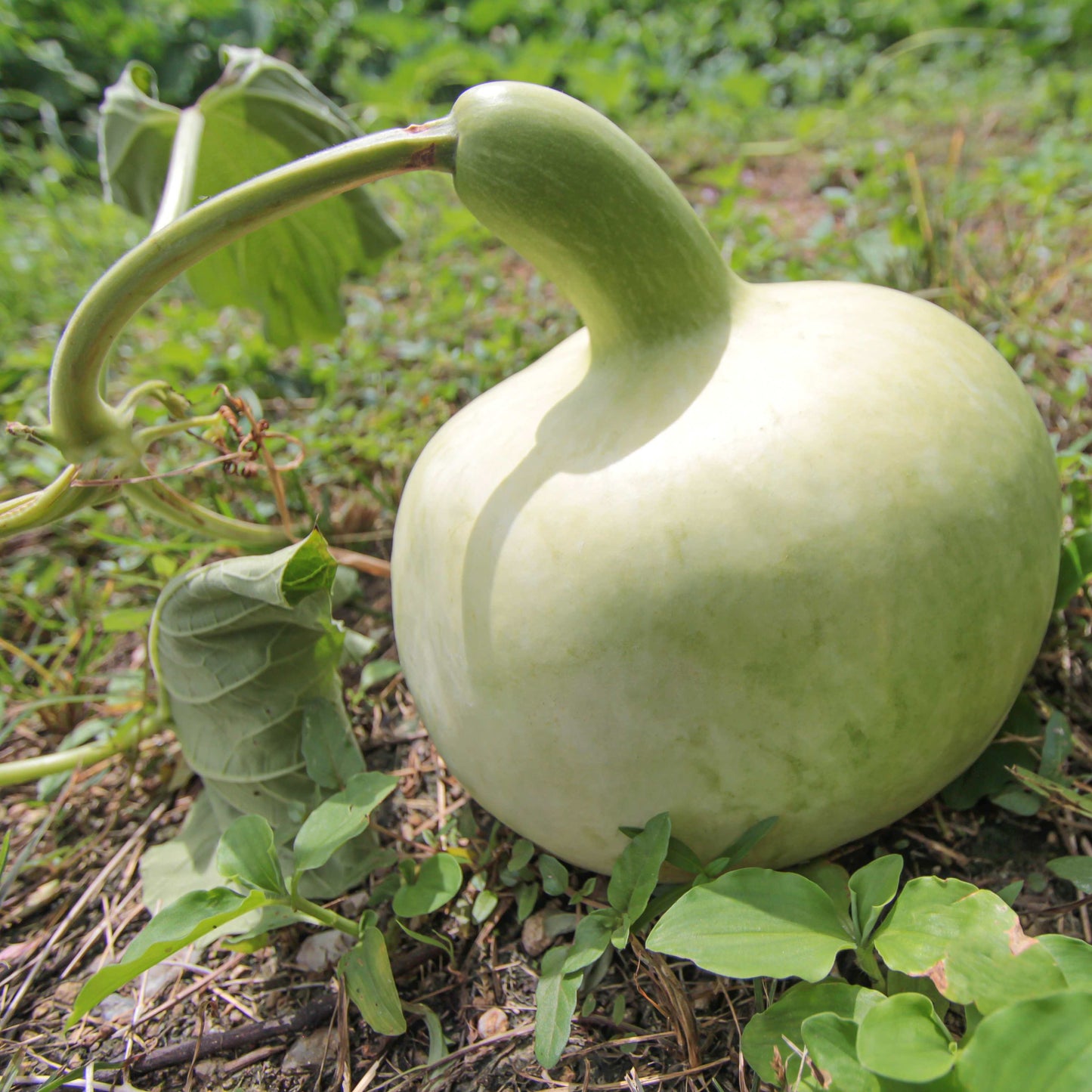 30Pcs Bottle Gourd Calabash Seeds