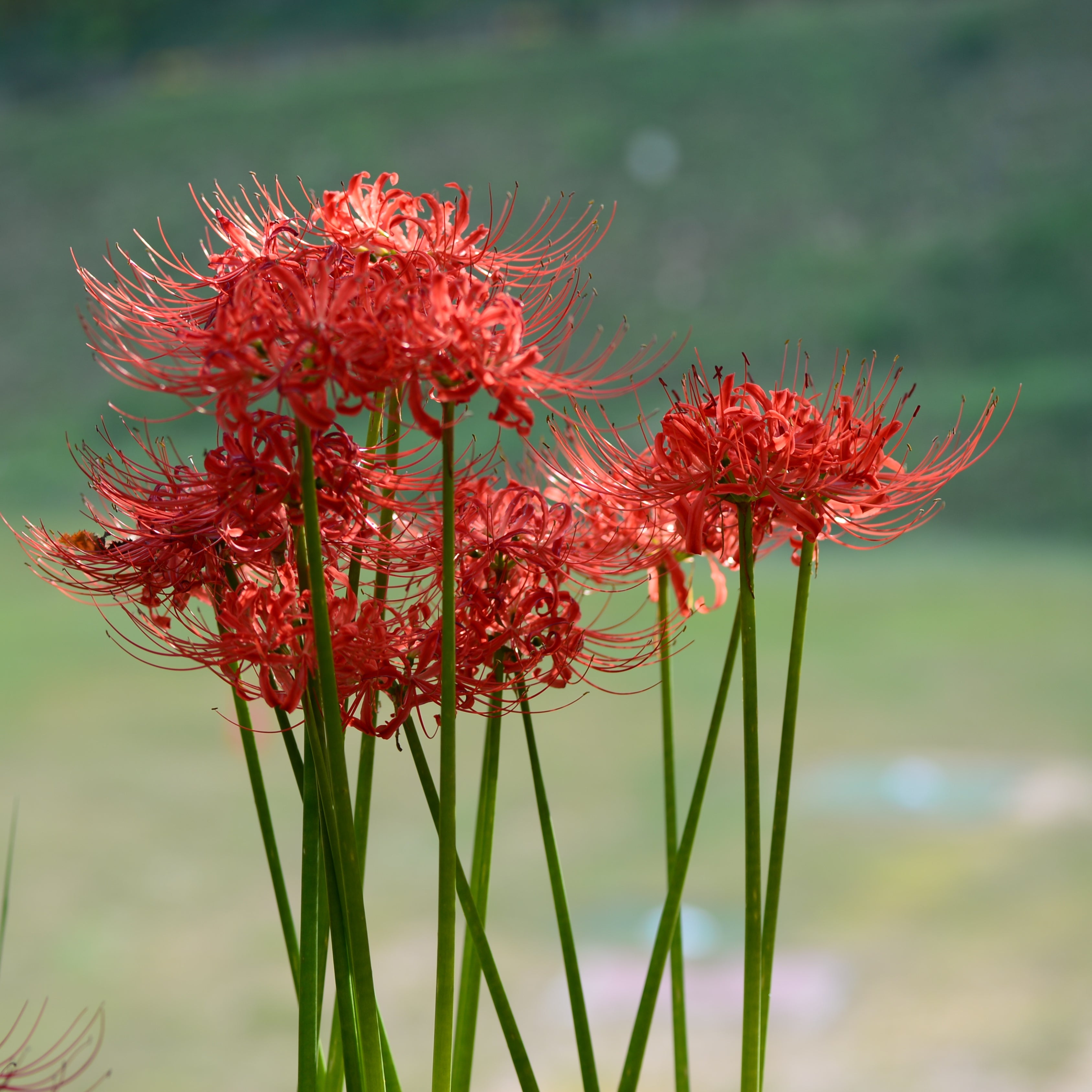 20Pcs Japanese Red Spider Lily / Higanbana Flower Seeds