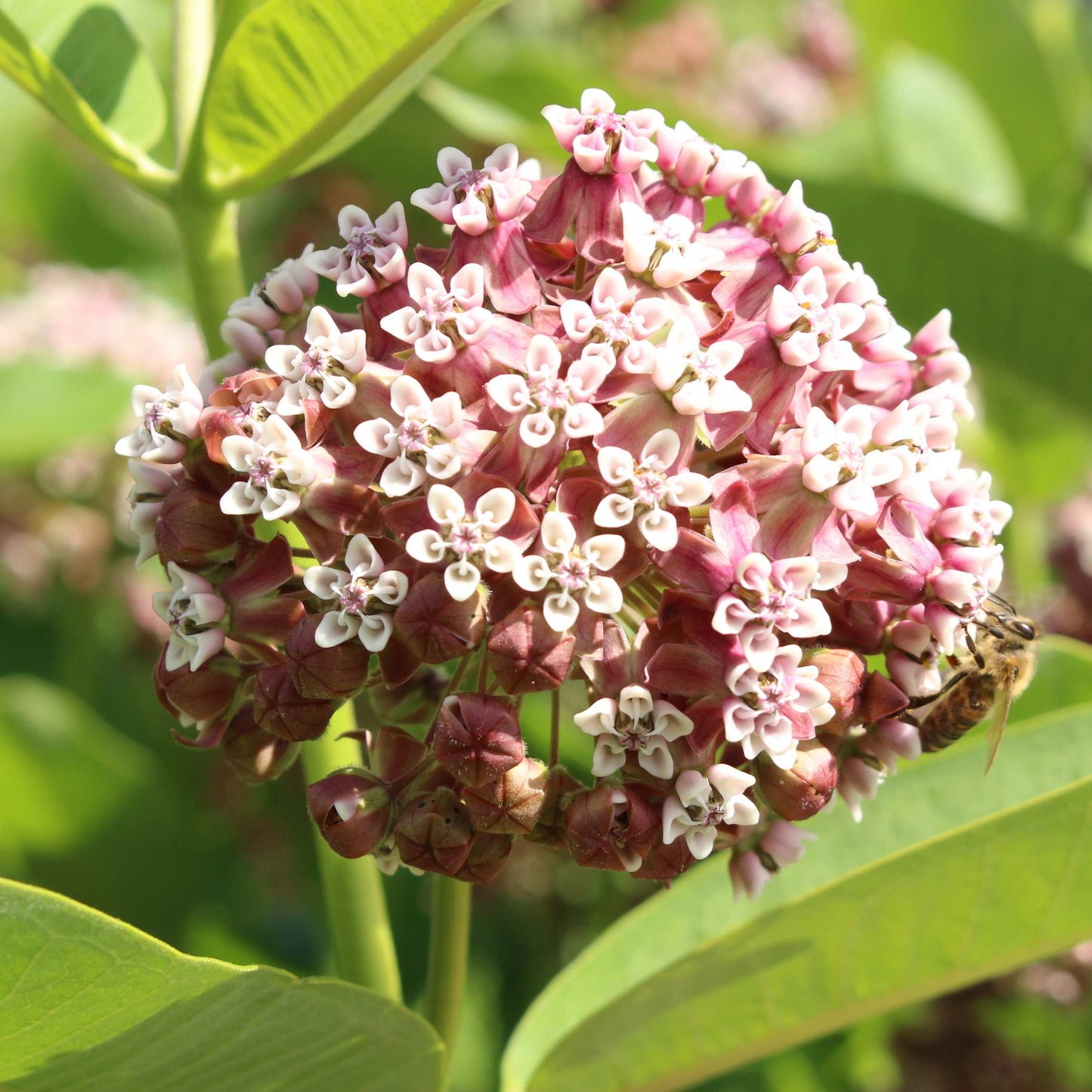 50Pcs Milkweed Flower Seeds