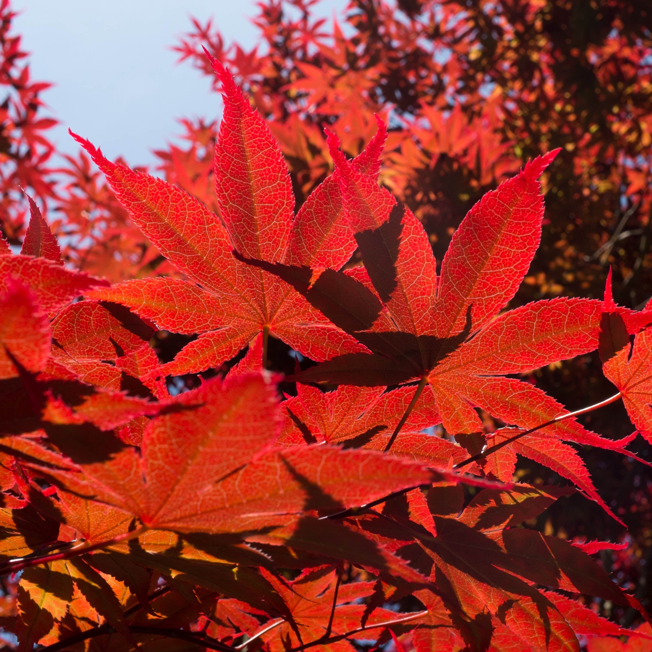 10Pcs Traditional Japanese Maple Tree Seeds