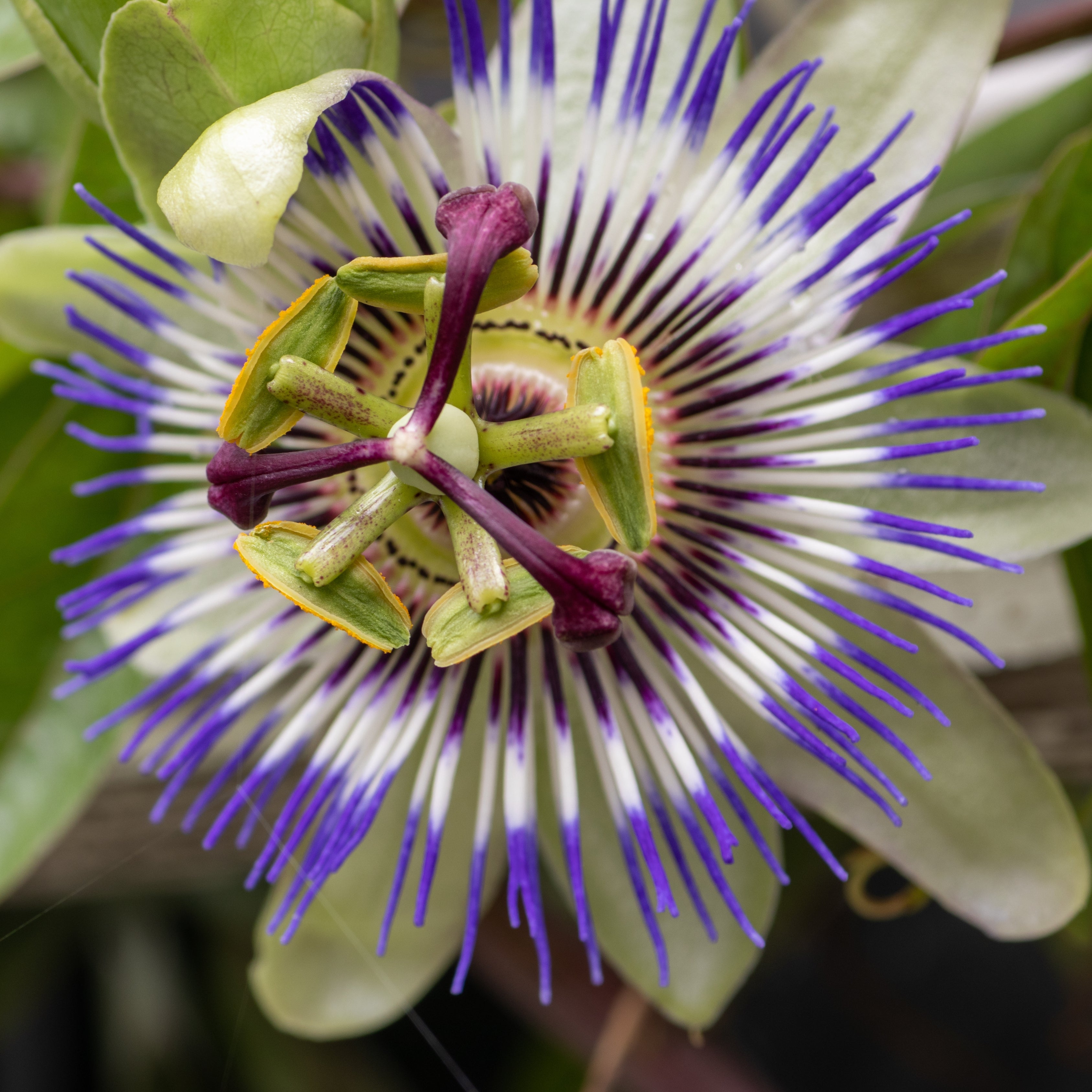 100Pcs Blue Royal Crown Passion Flower Seeds