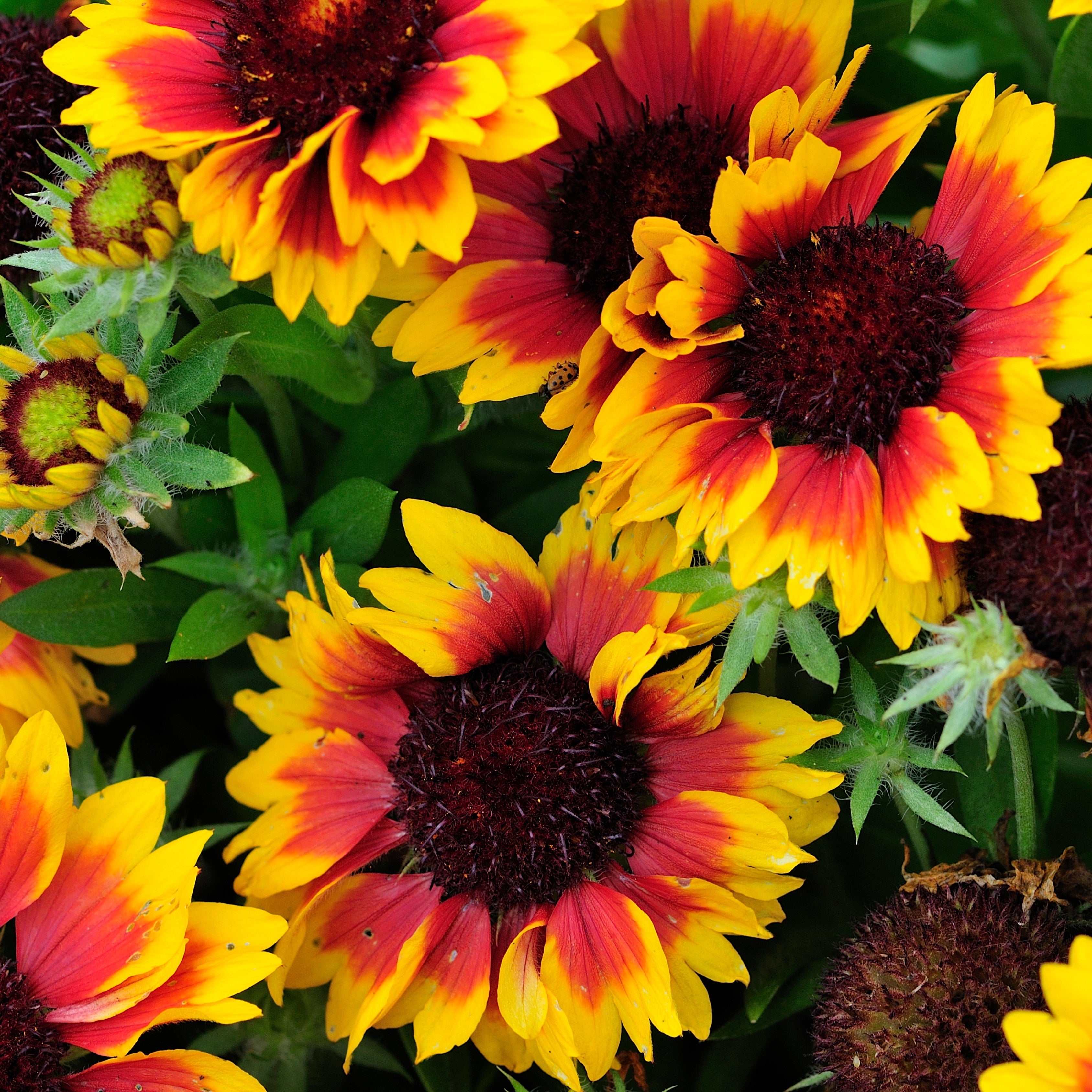 Gaillardia Flower Seeds