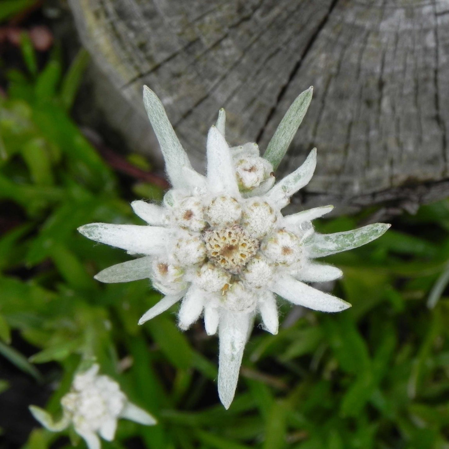 100Pcs Edelweiss Flower Seeds