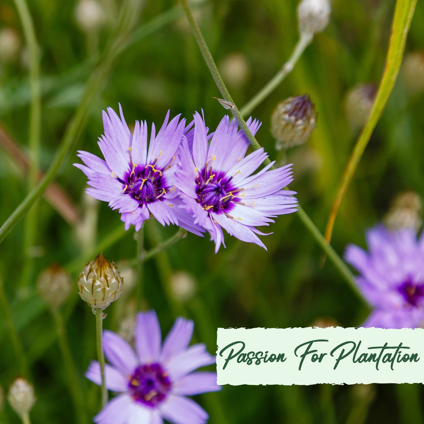 Cupids Dart Blue Flower Seeds (Catananche Caerulea)