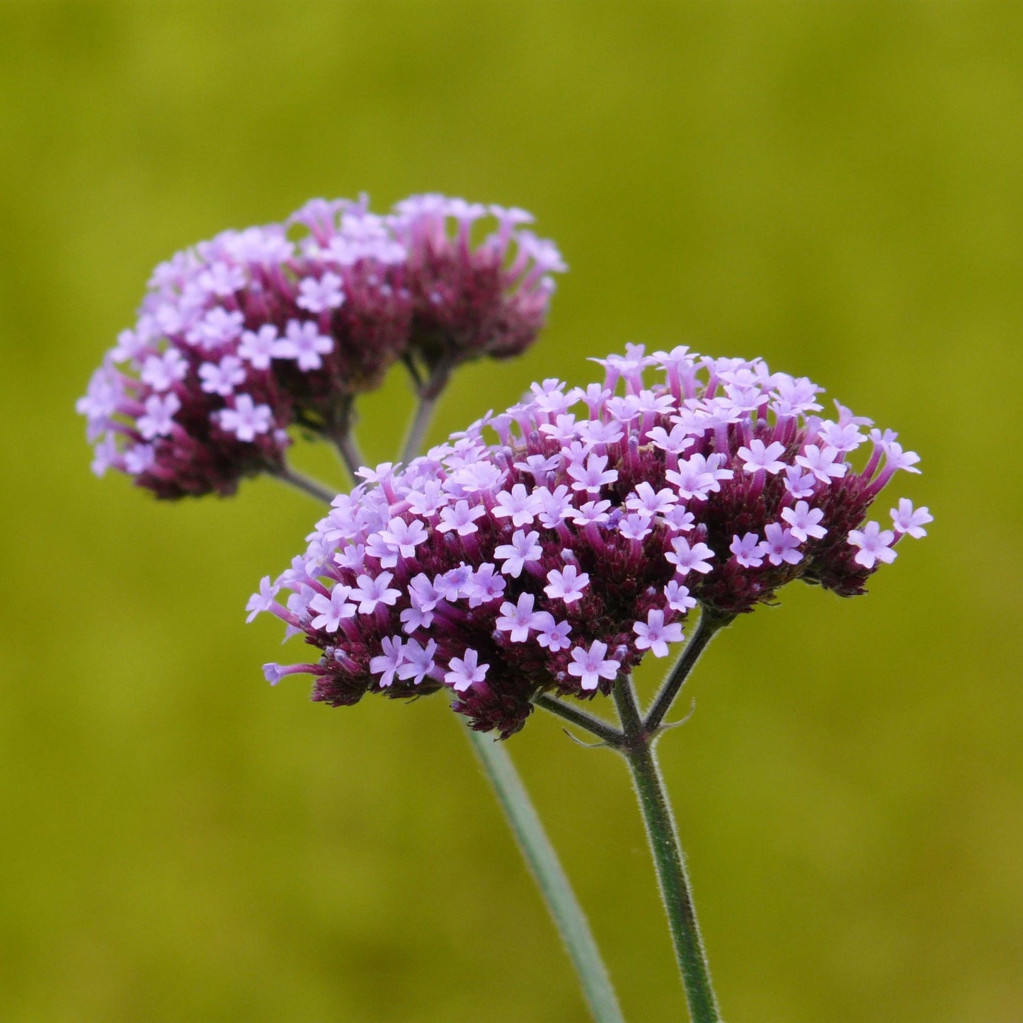 100Pcs Purpletop Vervain Flower Seeds