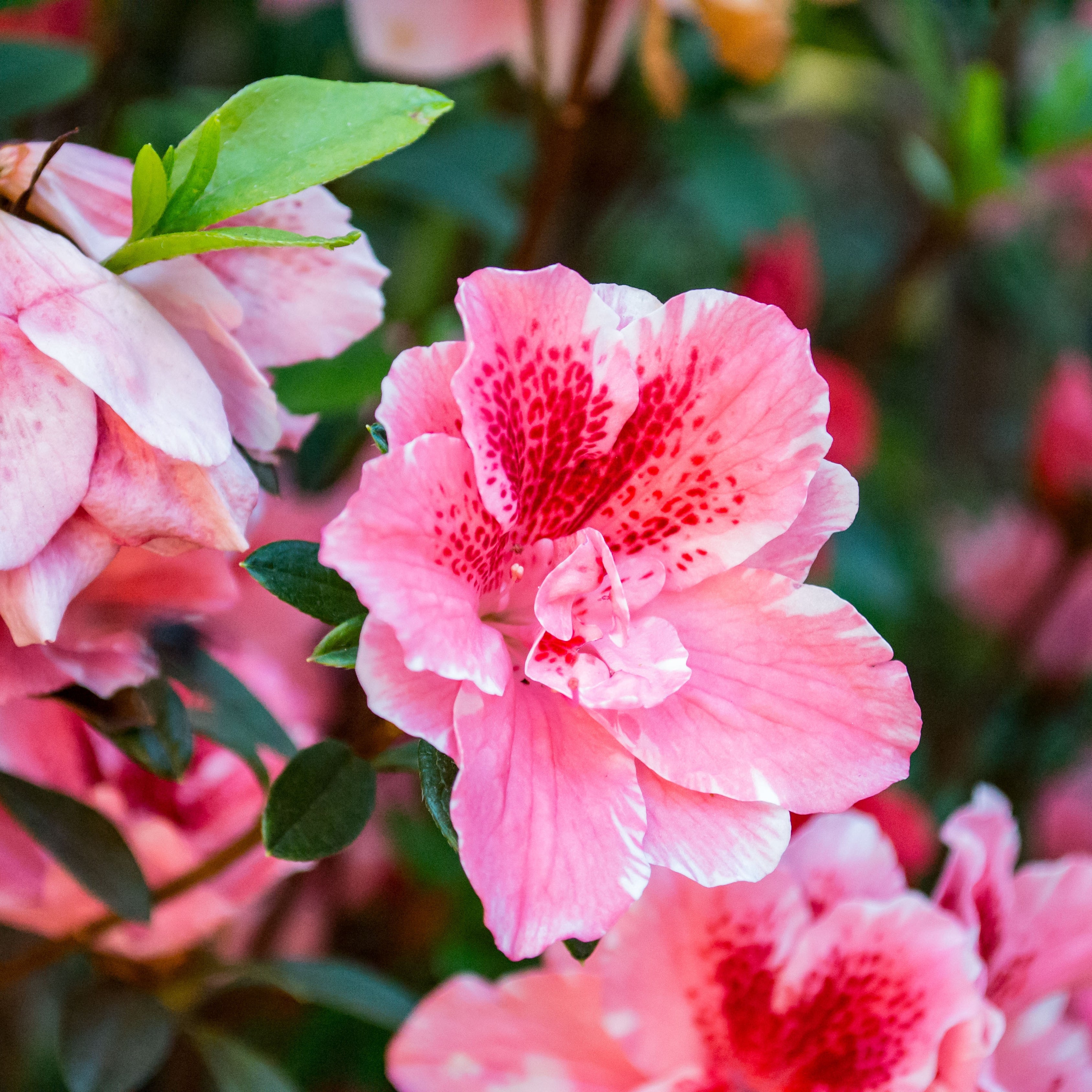 200Pcs Multi Colored Hibiscus Seeds