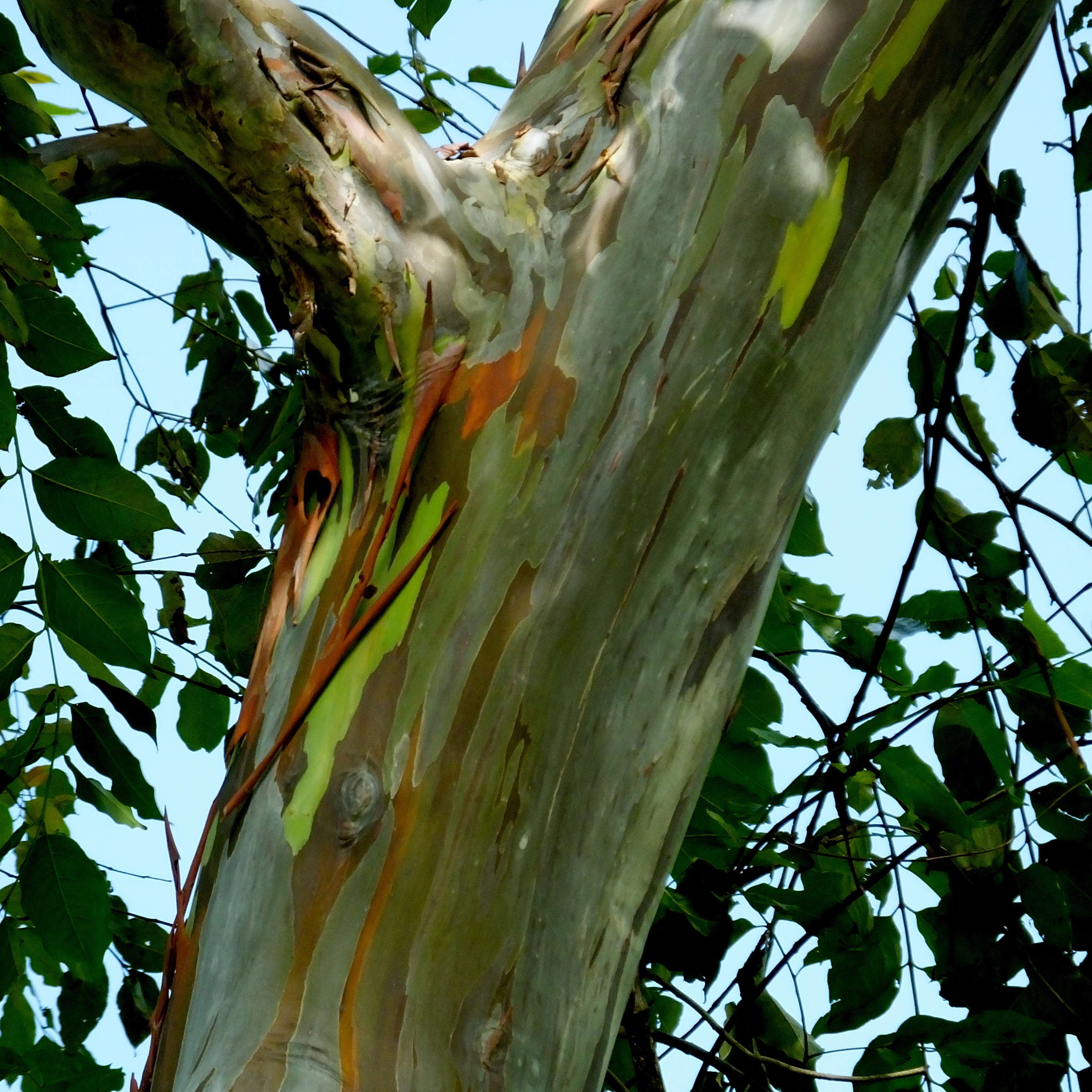 50Pcs Bifrost Rainbow Eucalyptus Deglupta Tree Seeds