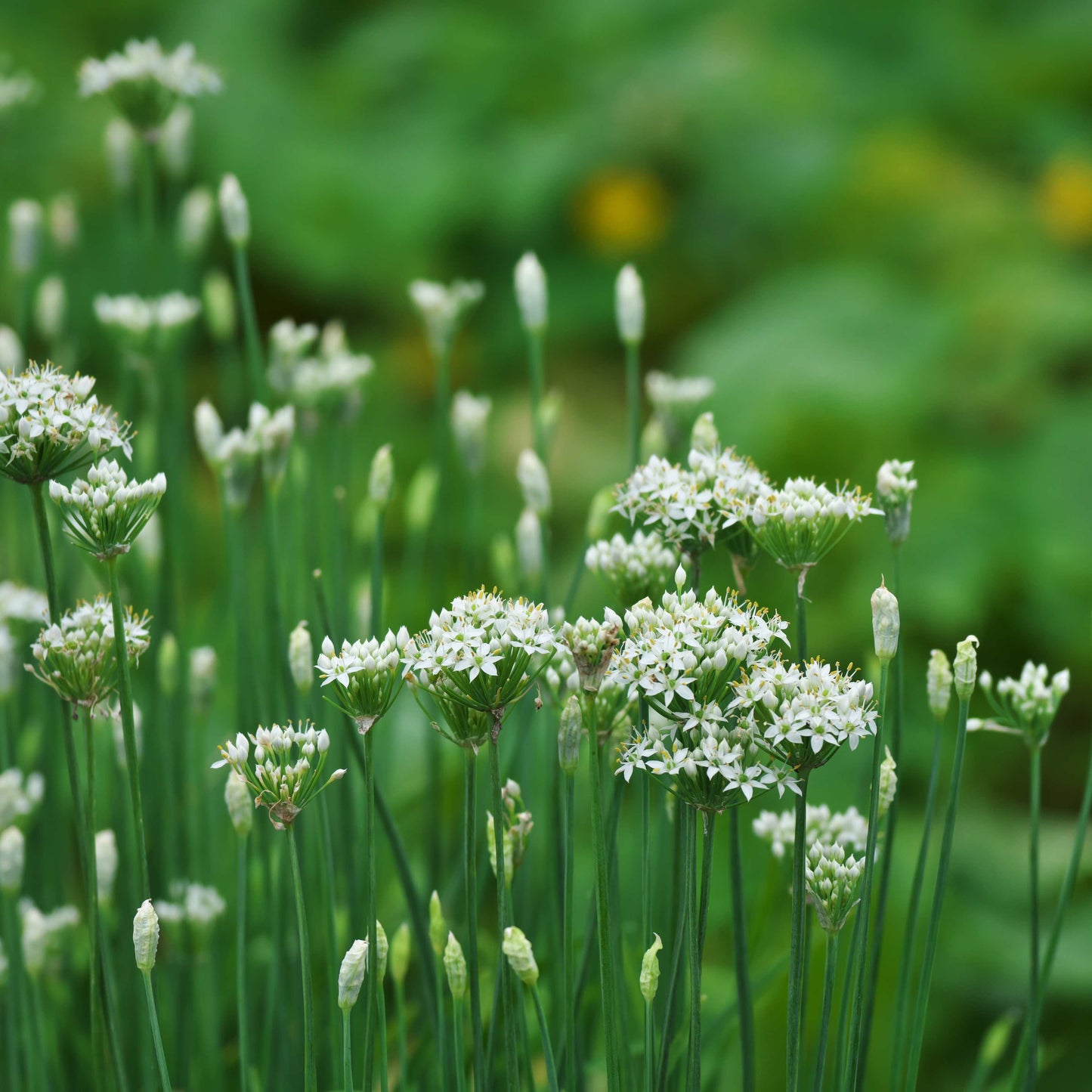 100Pcs Allium Tuberosum Garlic Chives Seeds