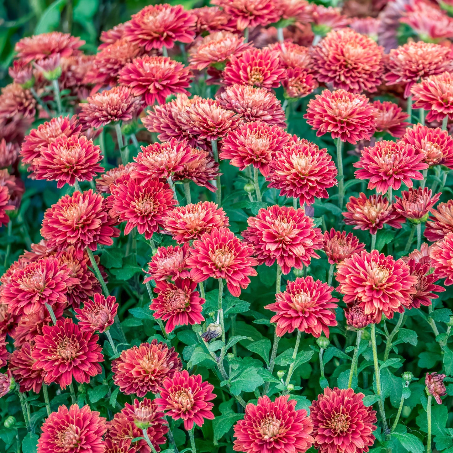 200pcs Chrysanthemum Seeds Pack