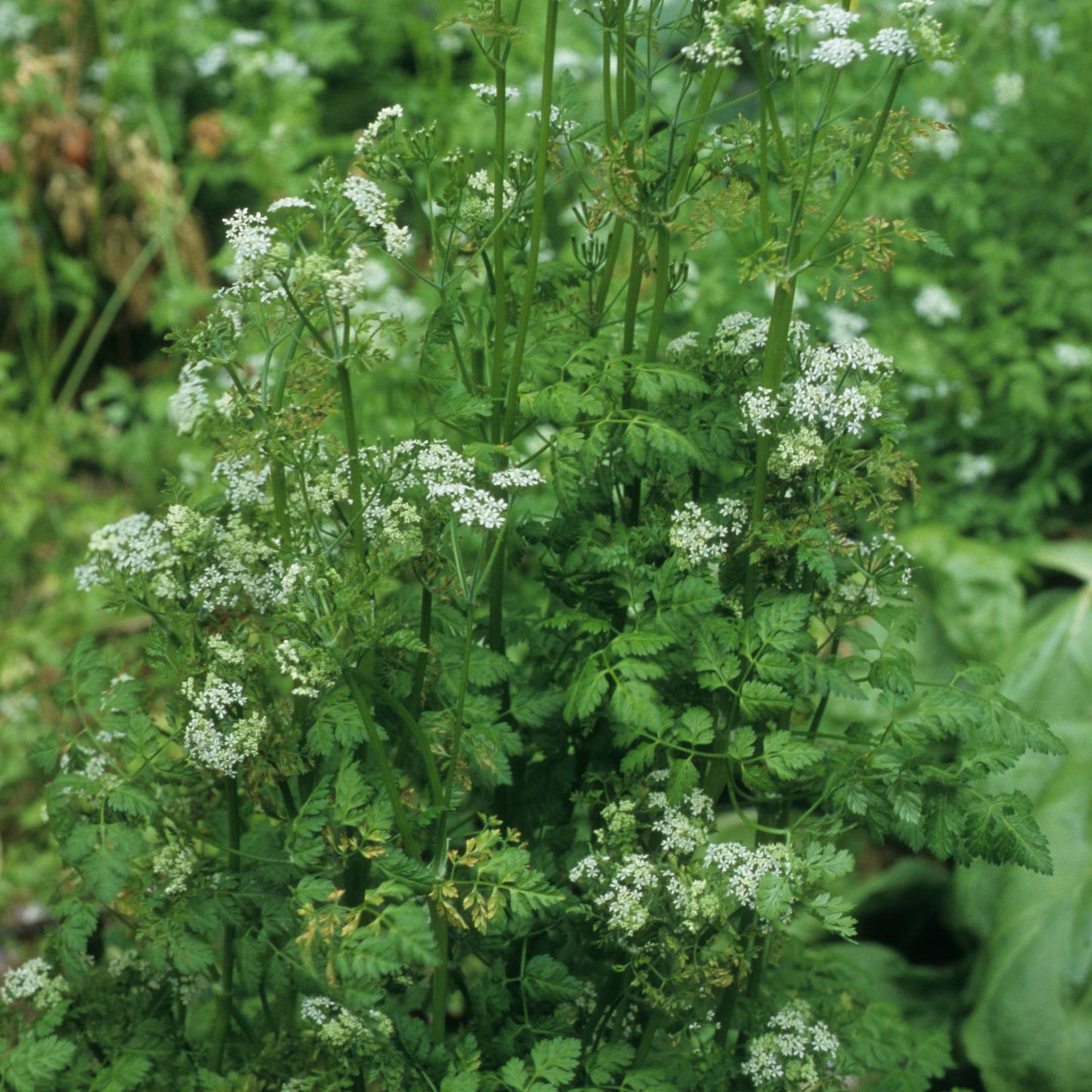 20Pcs Organic Chervil Seeds Pack