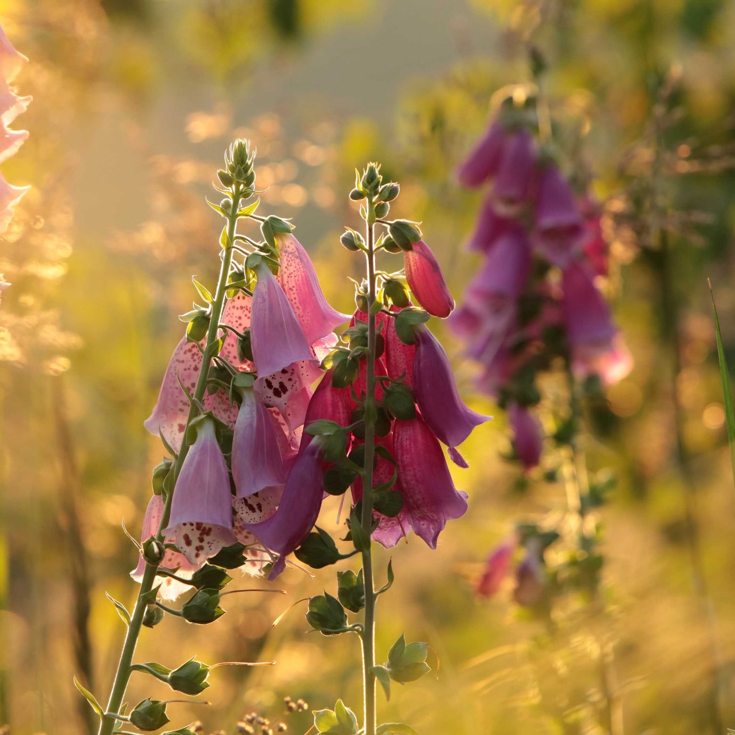 100Pcs Foxgloves Flower Seeds Pack