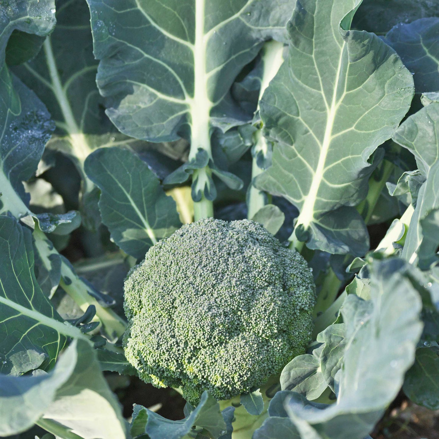 50Pcs Organic Broccoli Seeds