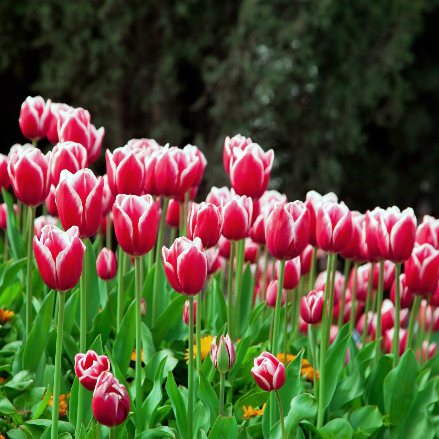 50Pcs Mixed Color Tulip Seeds