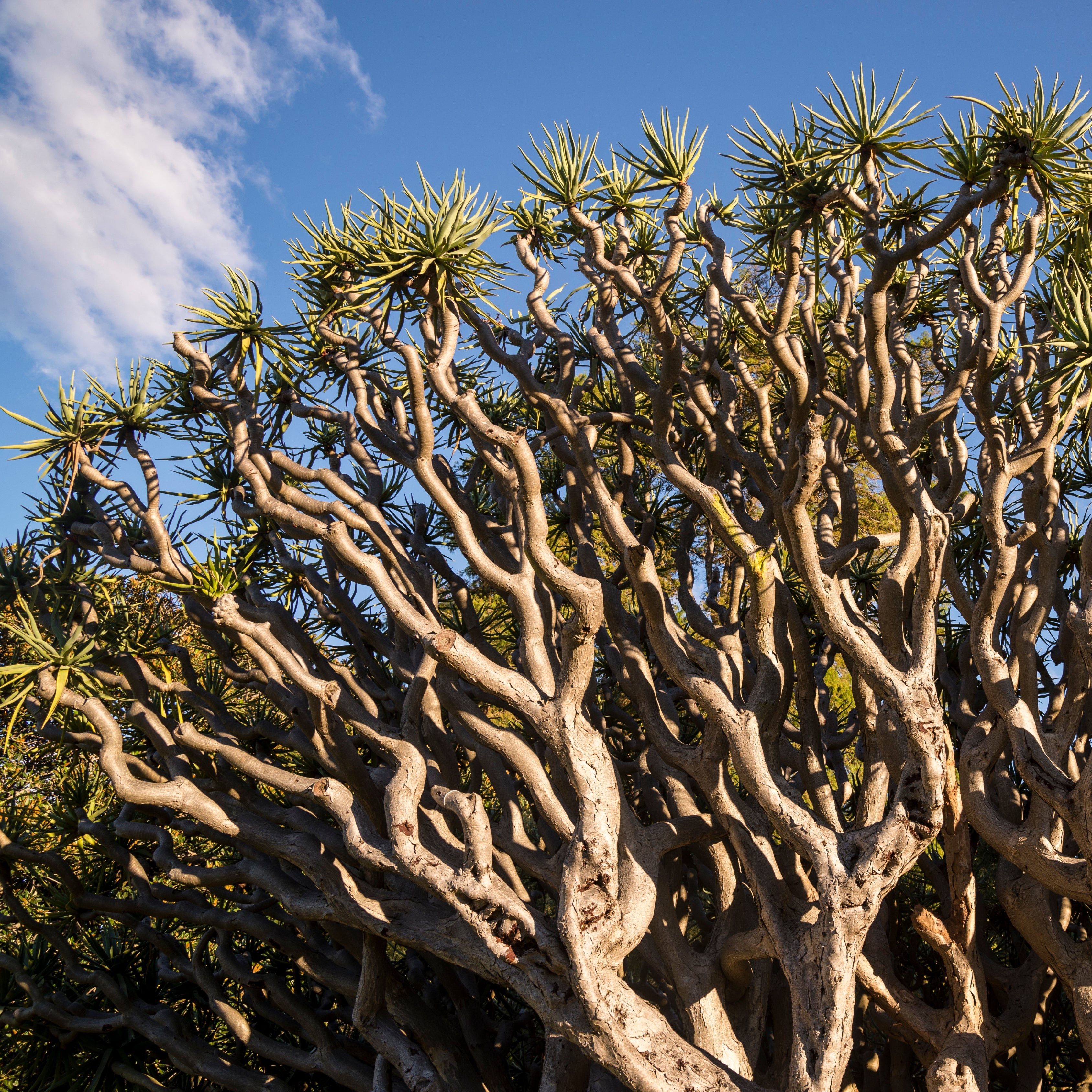 10Pcs Celestial Dragon Blood Tree Seeds (Dracaena draco)