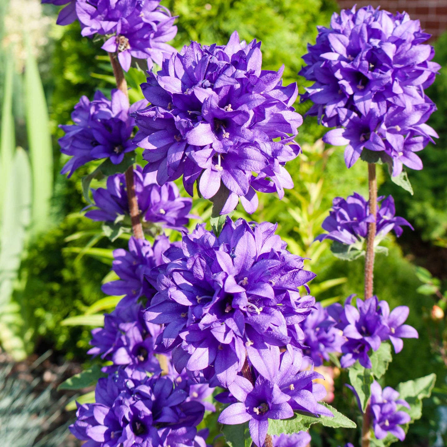 100Pcs Bellflower Superba Flower Seeds