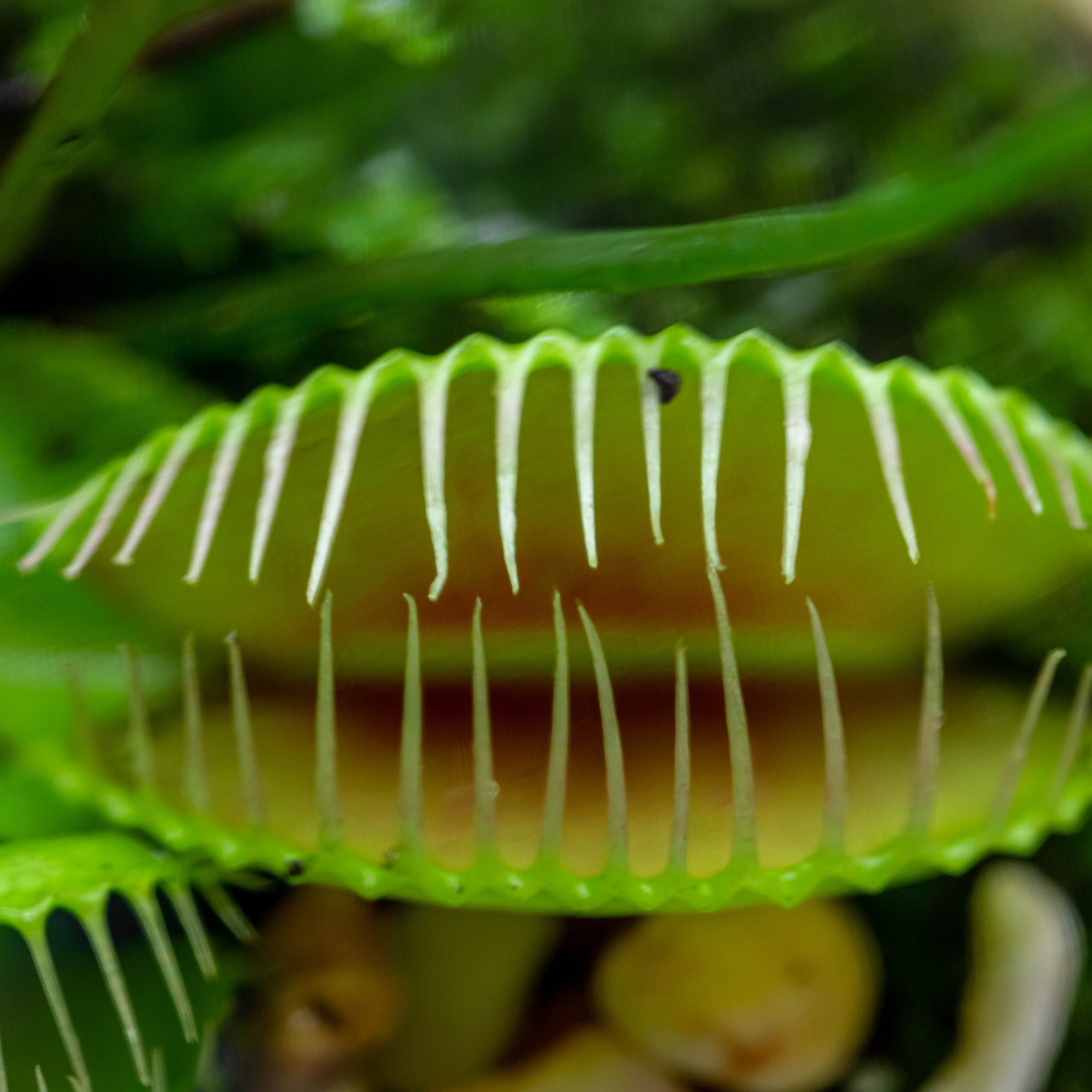 100Pcs Ferocious Venus Flytrap (Insectivorous, Carnivorous) Plant Seeds