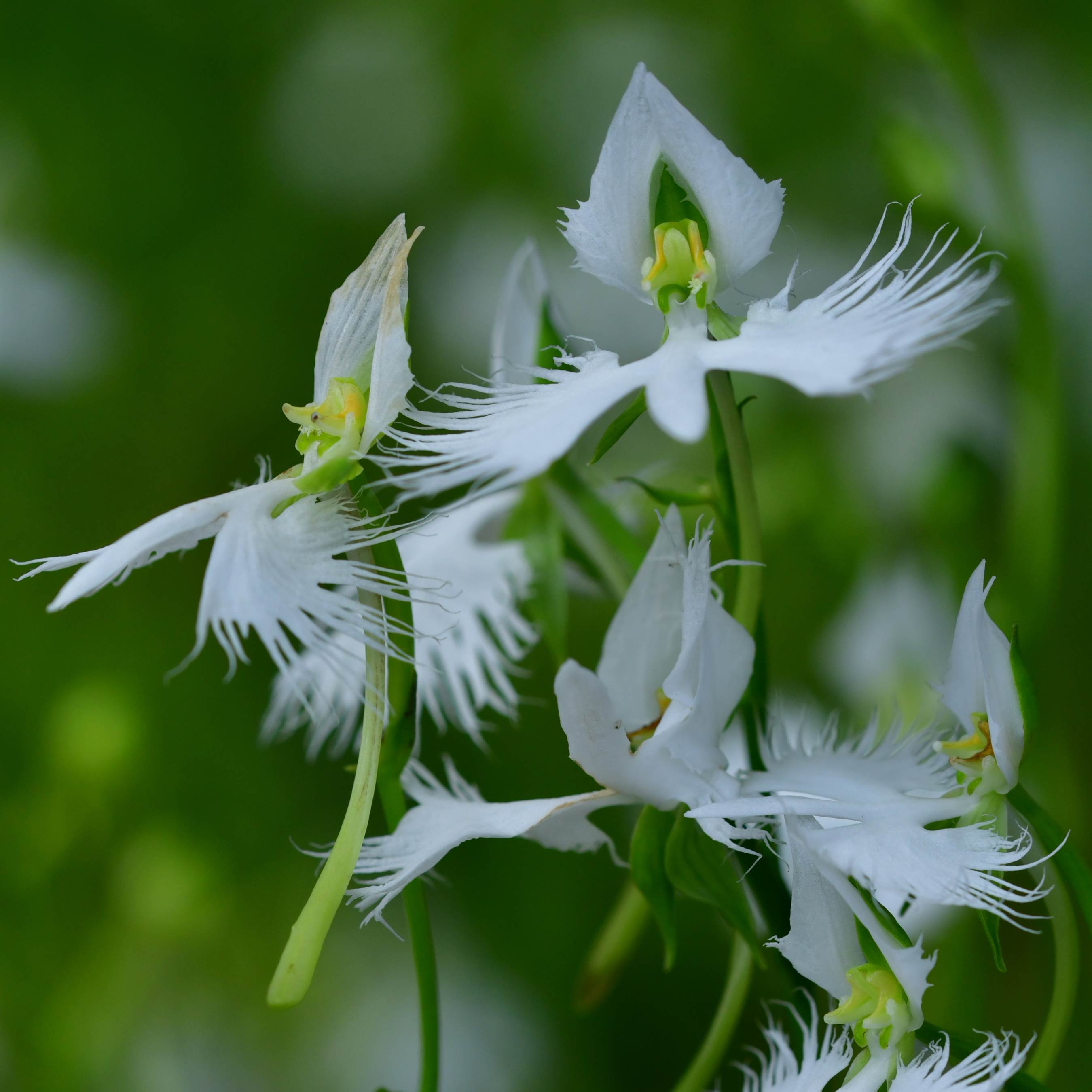 100Pcs Japanese Radiata White Egret Orchid Plant Seeds