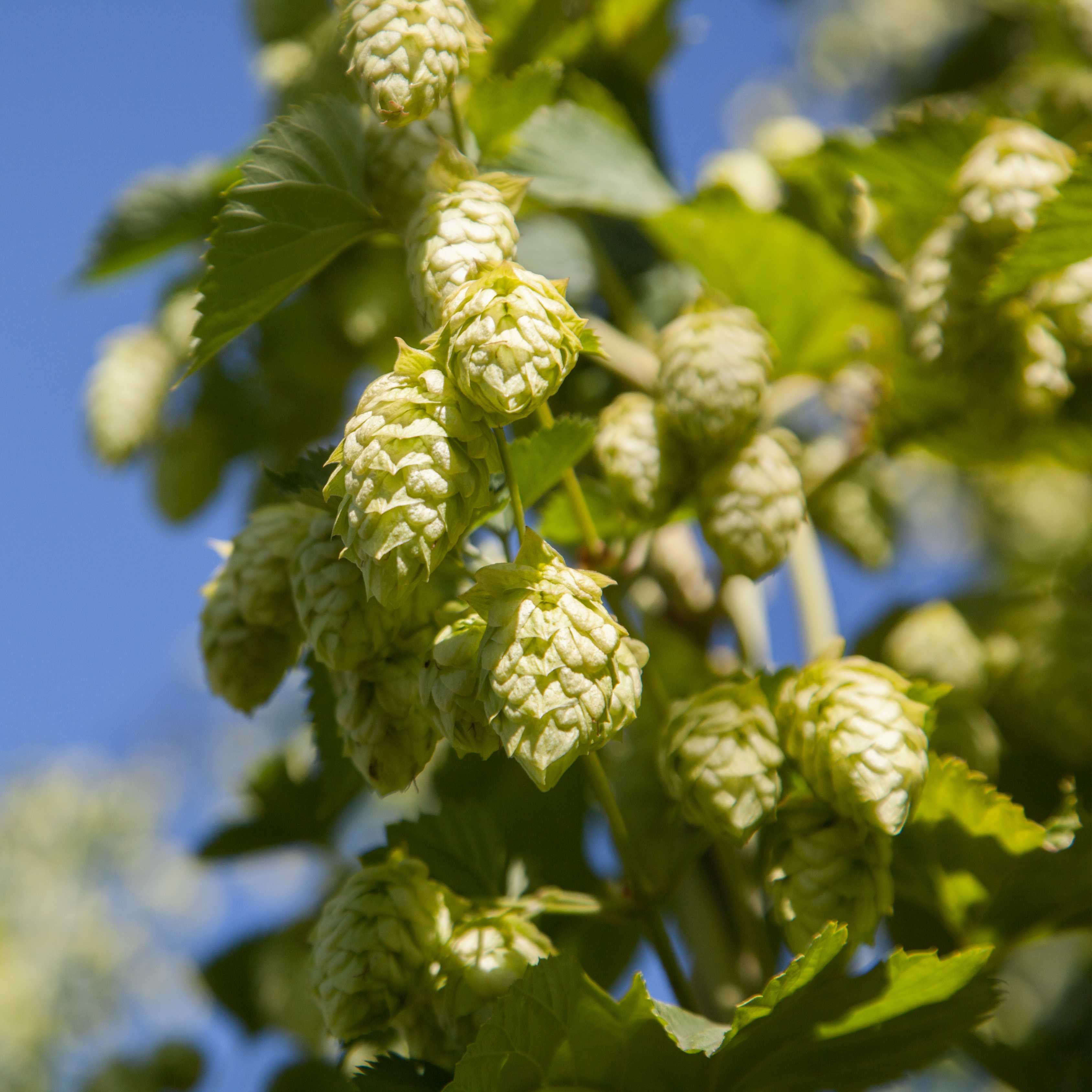 10Pcs Hops (Humulus lupulus) Seeds, Brew Your Own Beer, Easy To Plant