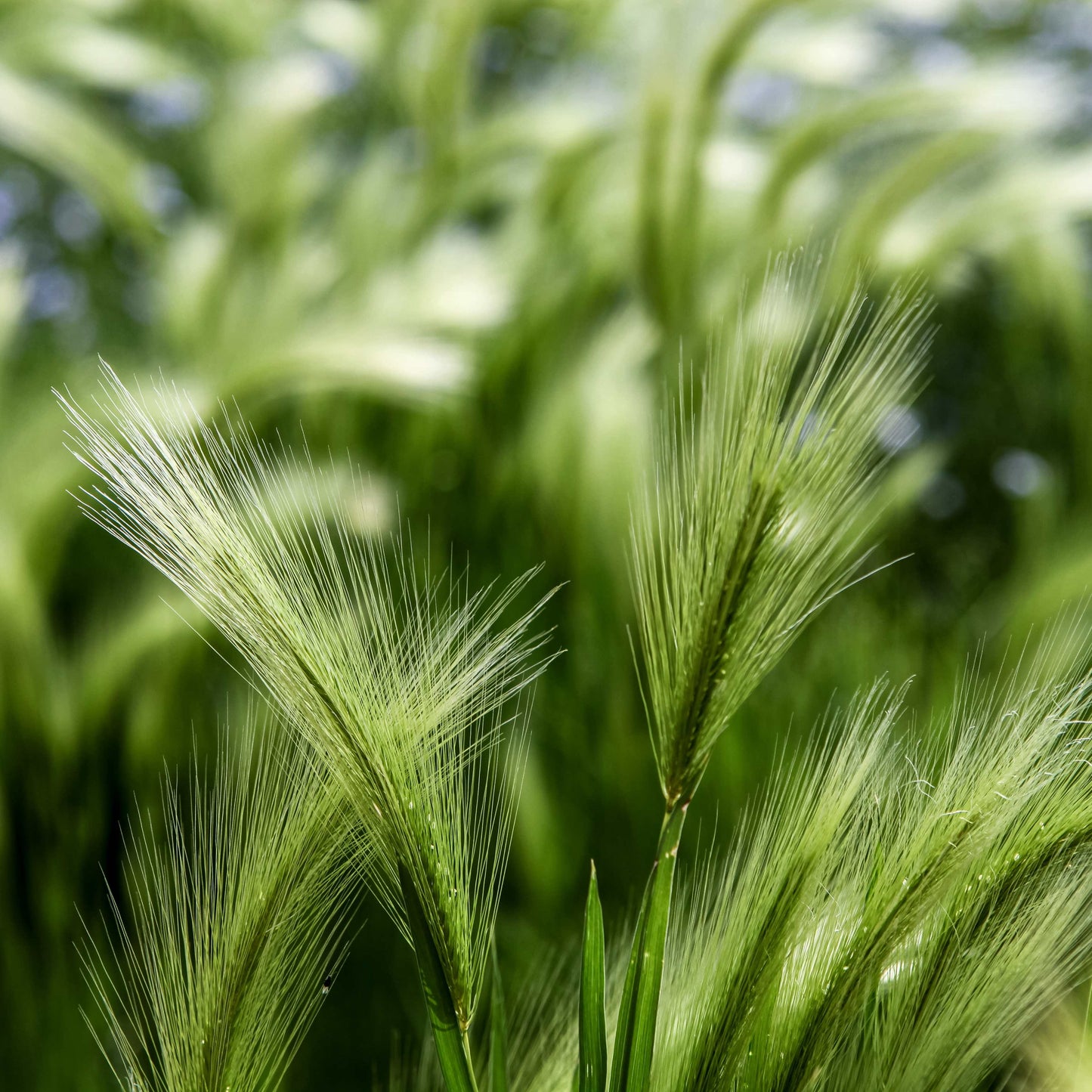 100Pcs Foxtail Barley Ornamental Grass Seeds