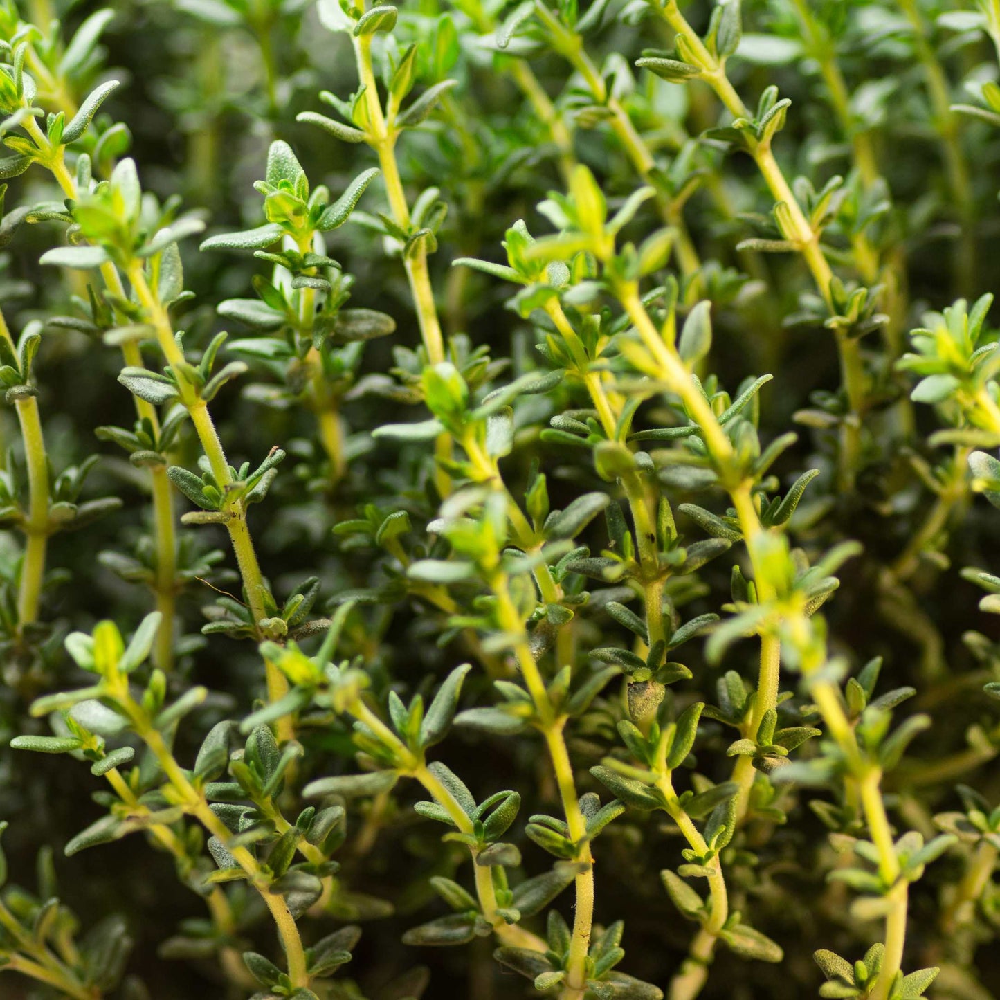 100Pcs Organic Thyme Seeds