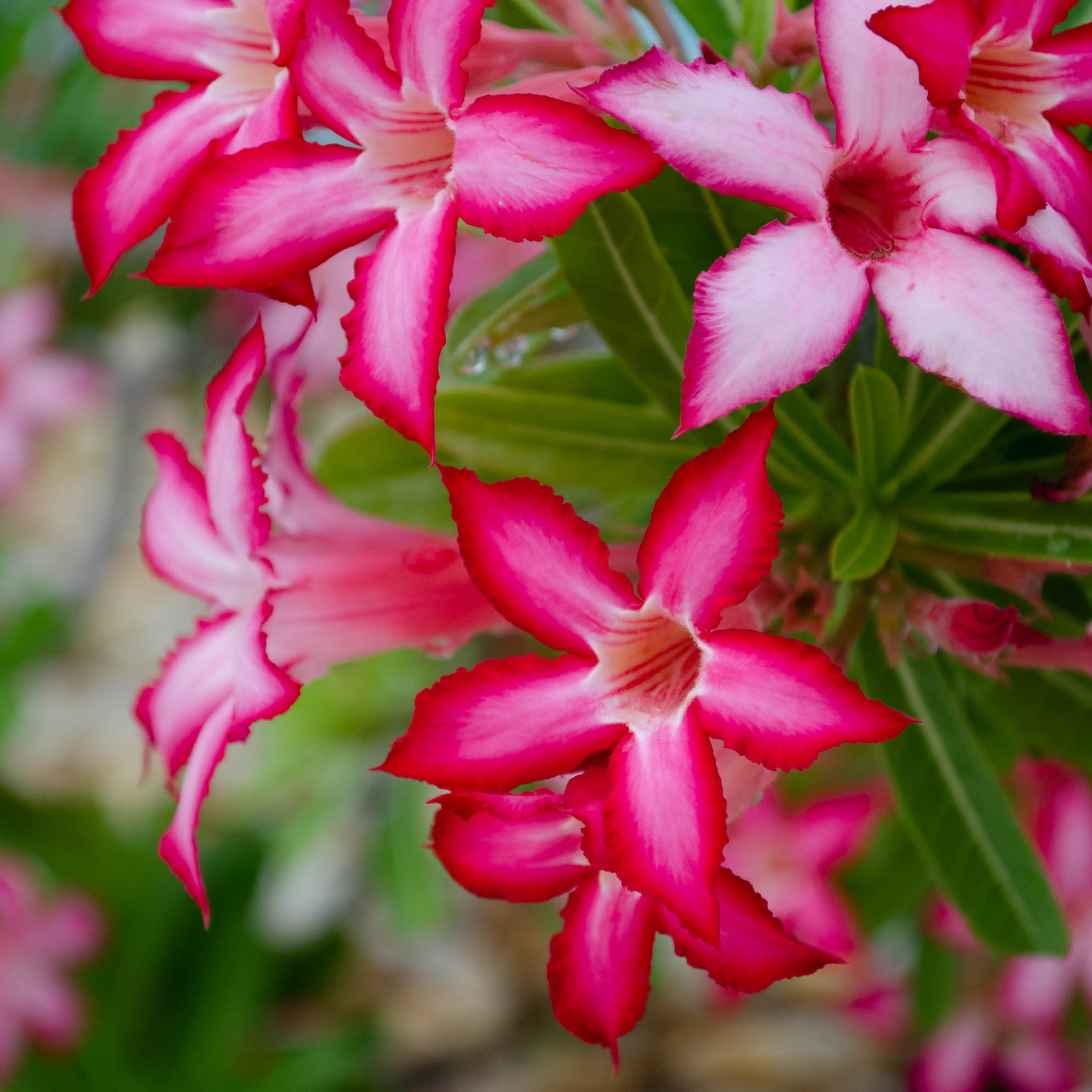 5Pcs Desert Rose Flower Seed