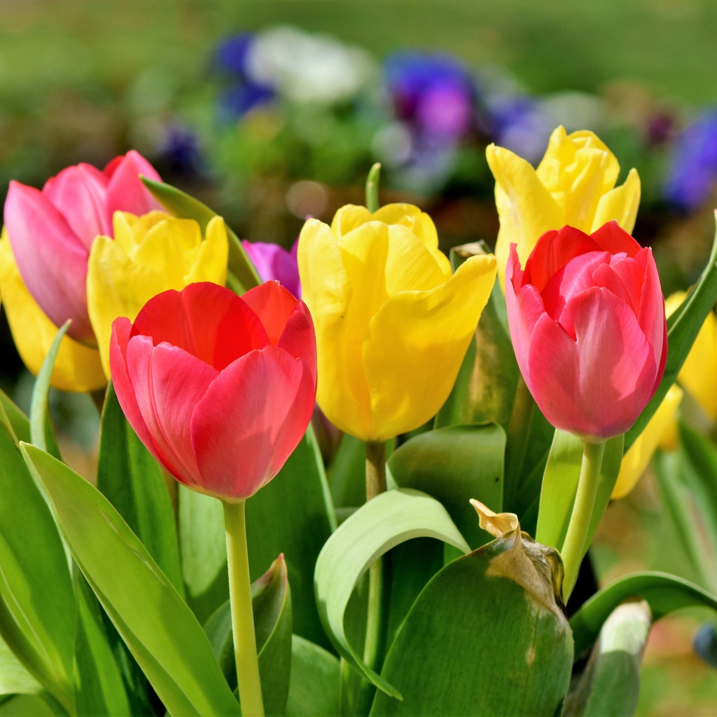 50Pcs Mixed Color Tulip Seeds