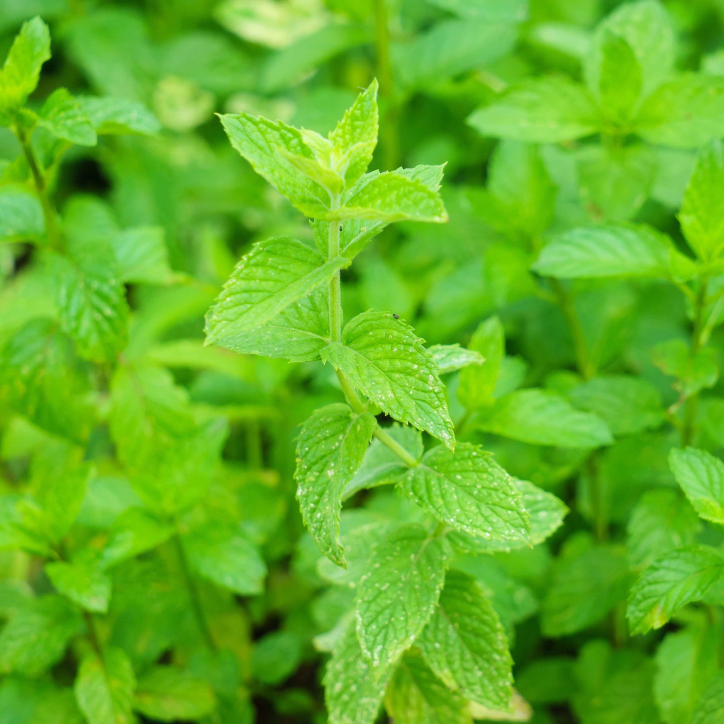 100pcs Spearmint Mint Edible Catnip Plant Seeds