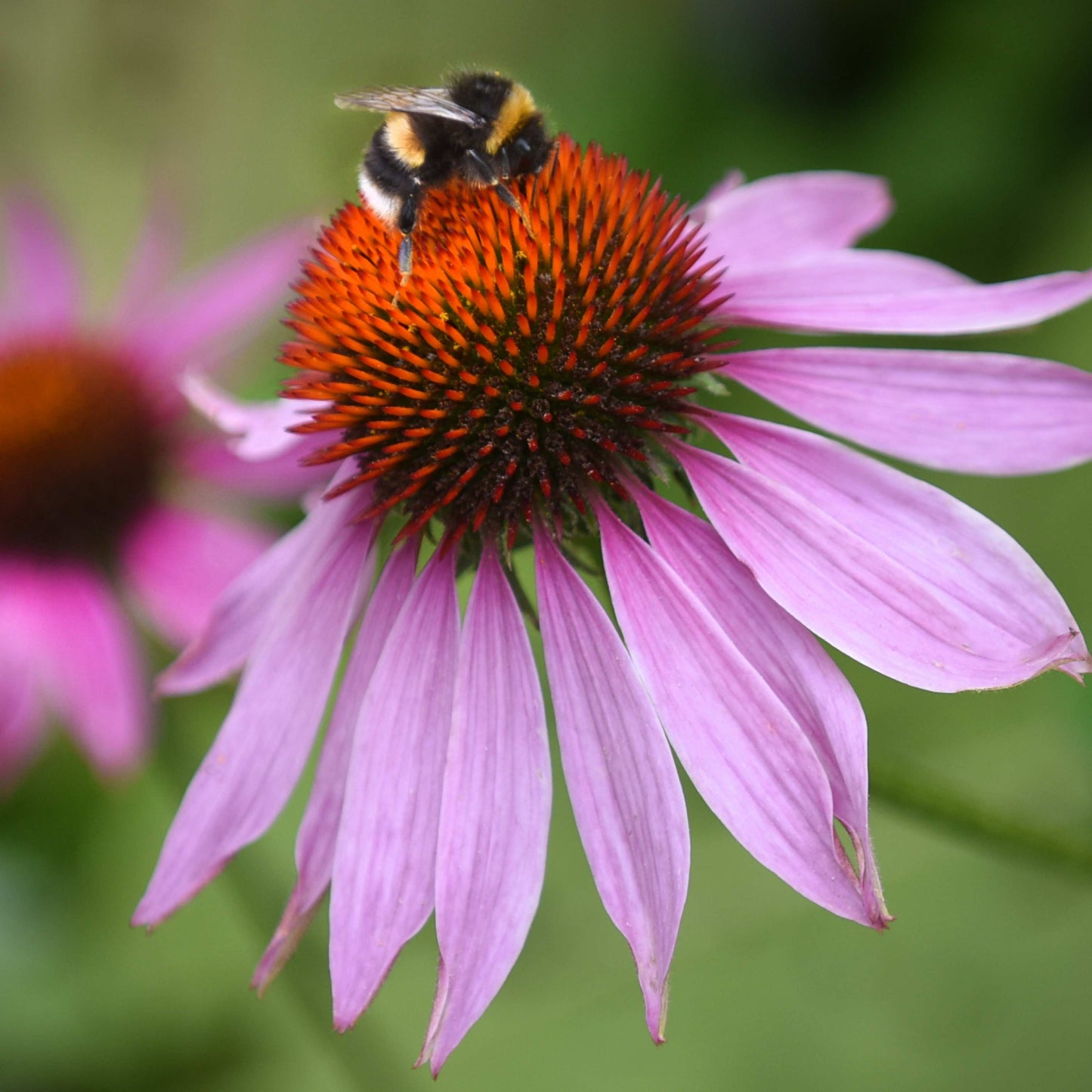 20Pcs Coneflower (Echinacea Purpurea) Flower Seeds