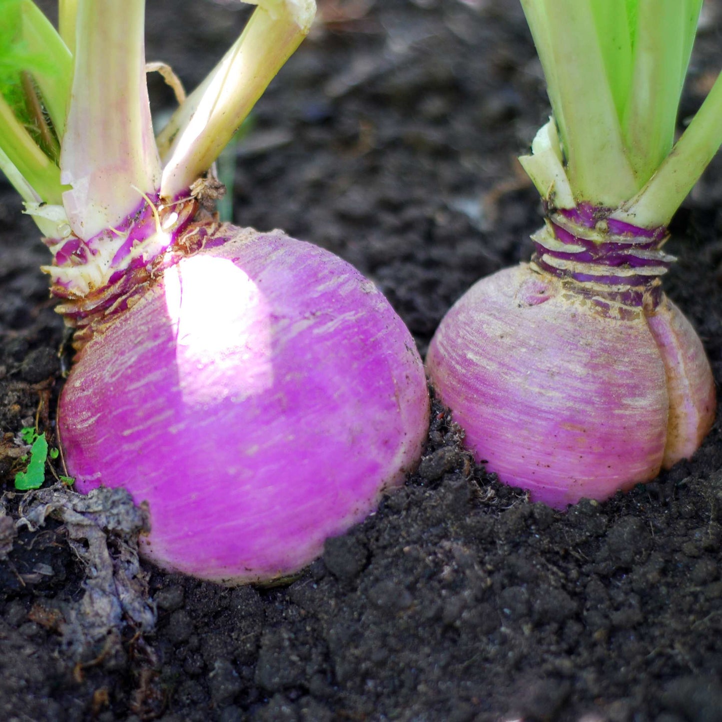 100Pcs Organic Turnip Seeds Pack