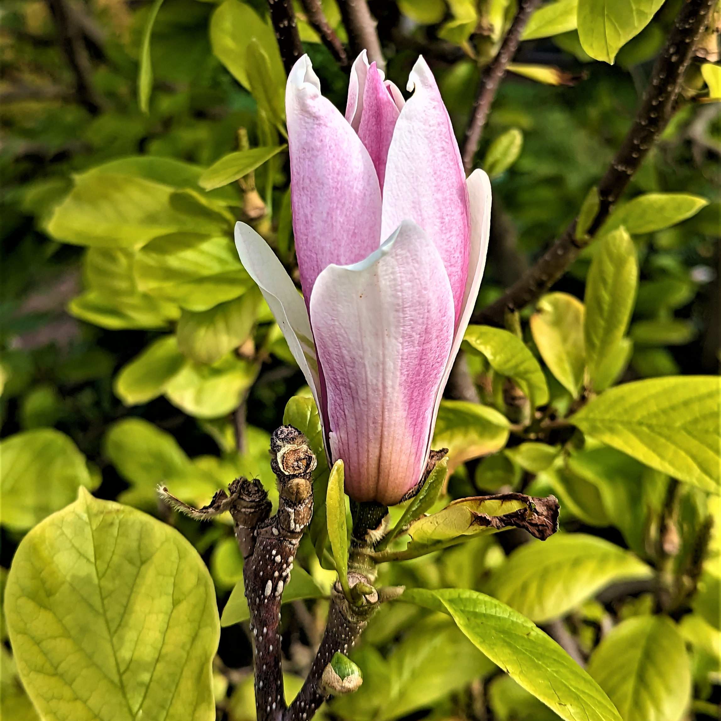 100Pcs Magnolia Flower Seeds Pack