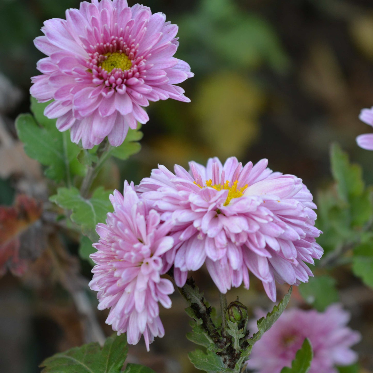 50Pcs Gerbera Daisy Seeds