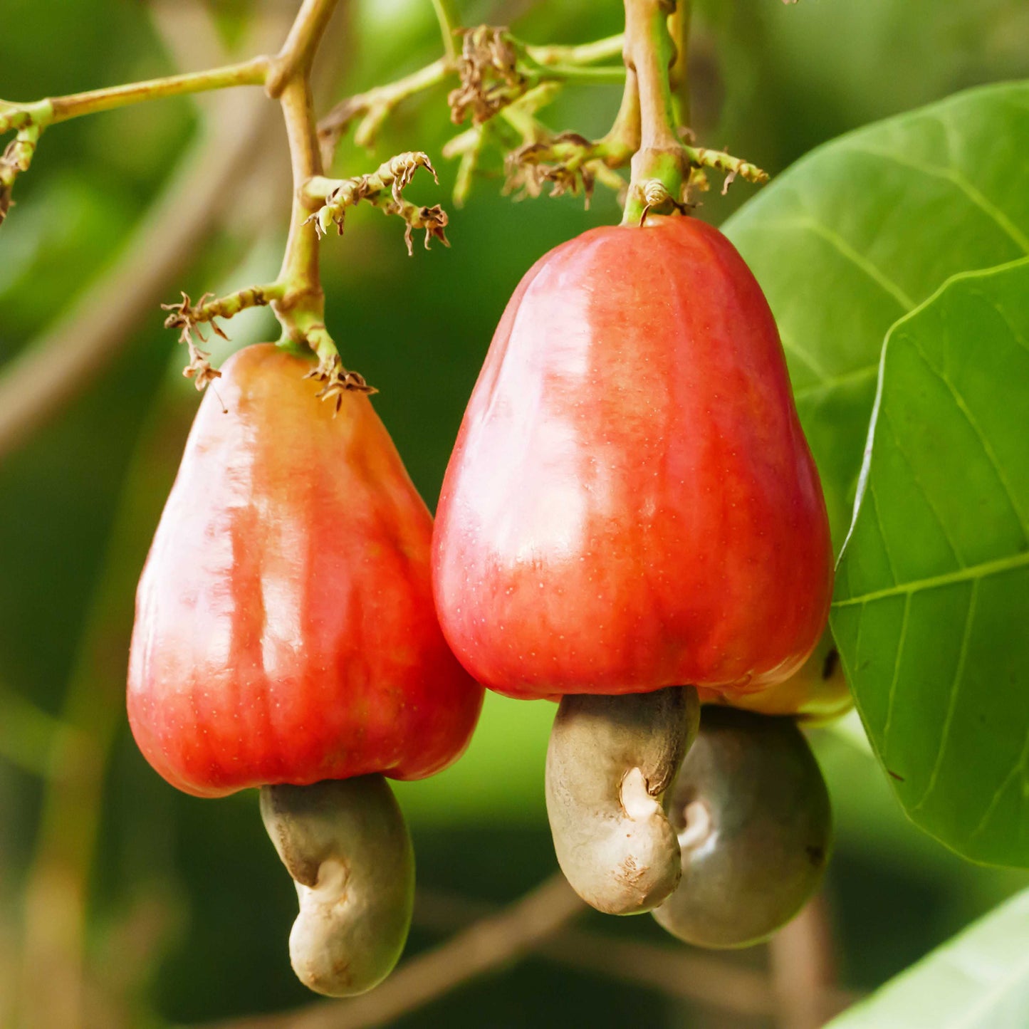 3Pcs Cashew Plant Seeds