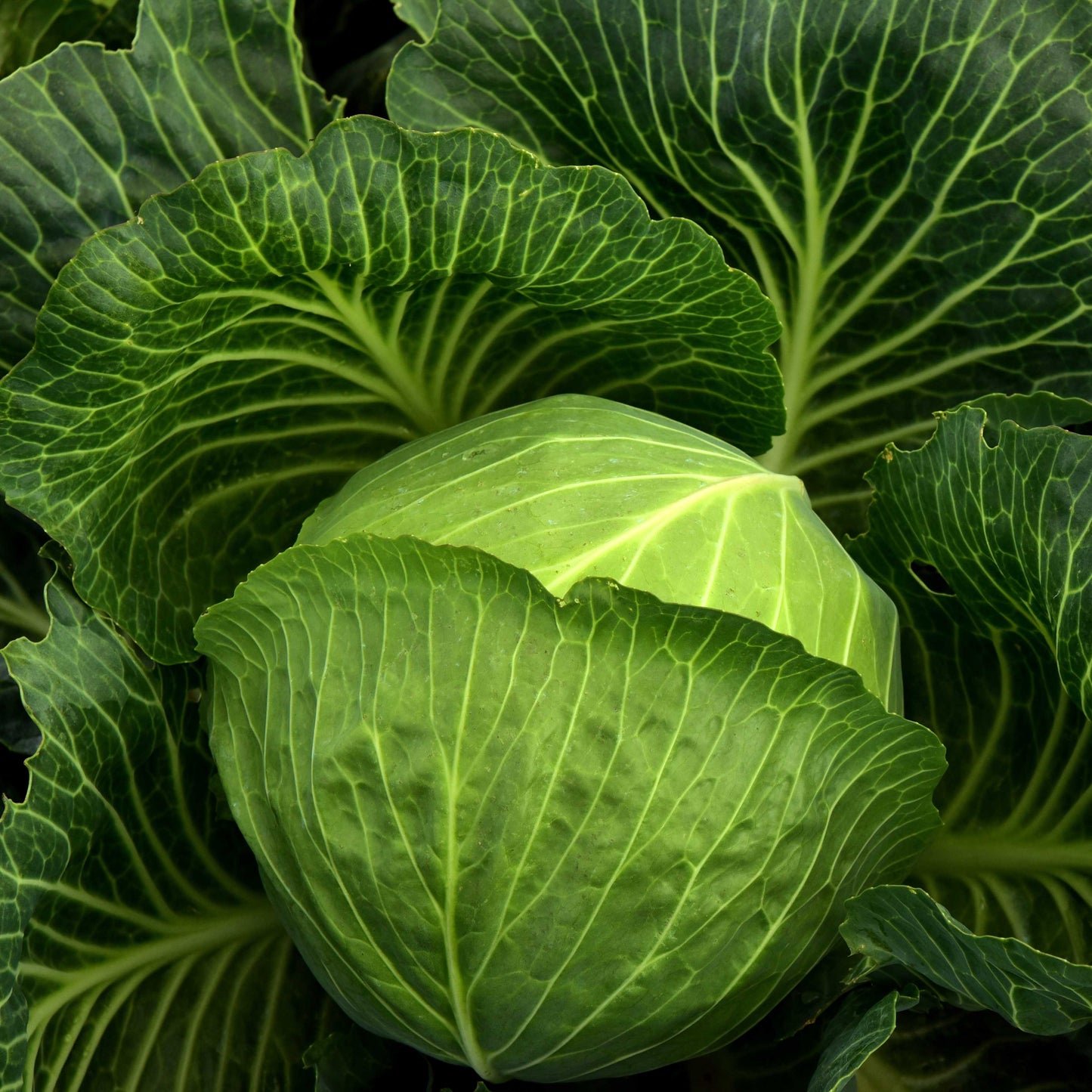 100Pcs Organic Cabbage Seeds