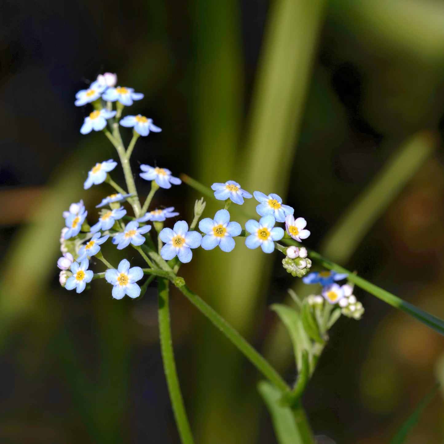 100Pcs Forget Me Not (Myosotis Sylvatica) Blue Flower Seeds