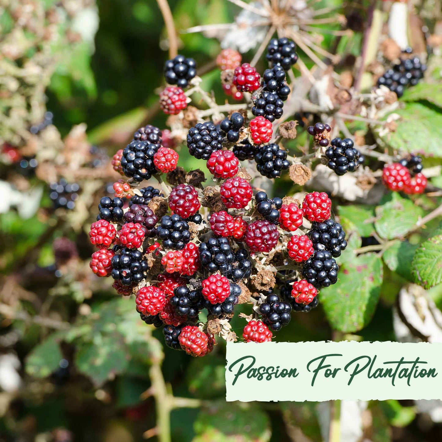 50Pcs Salmonberry (Rubus spectabilis) Berry Seeds