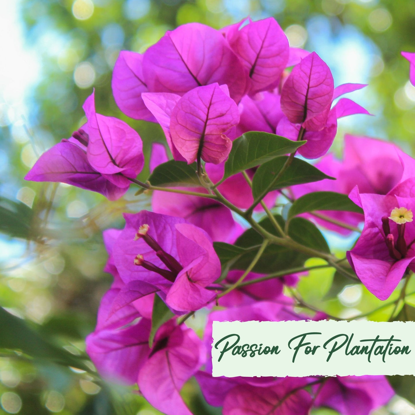 20Pcs Tropical Bougainvillea Exotic Flower Seeds