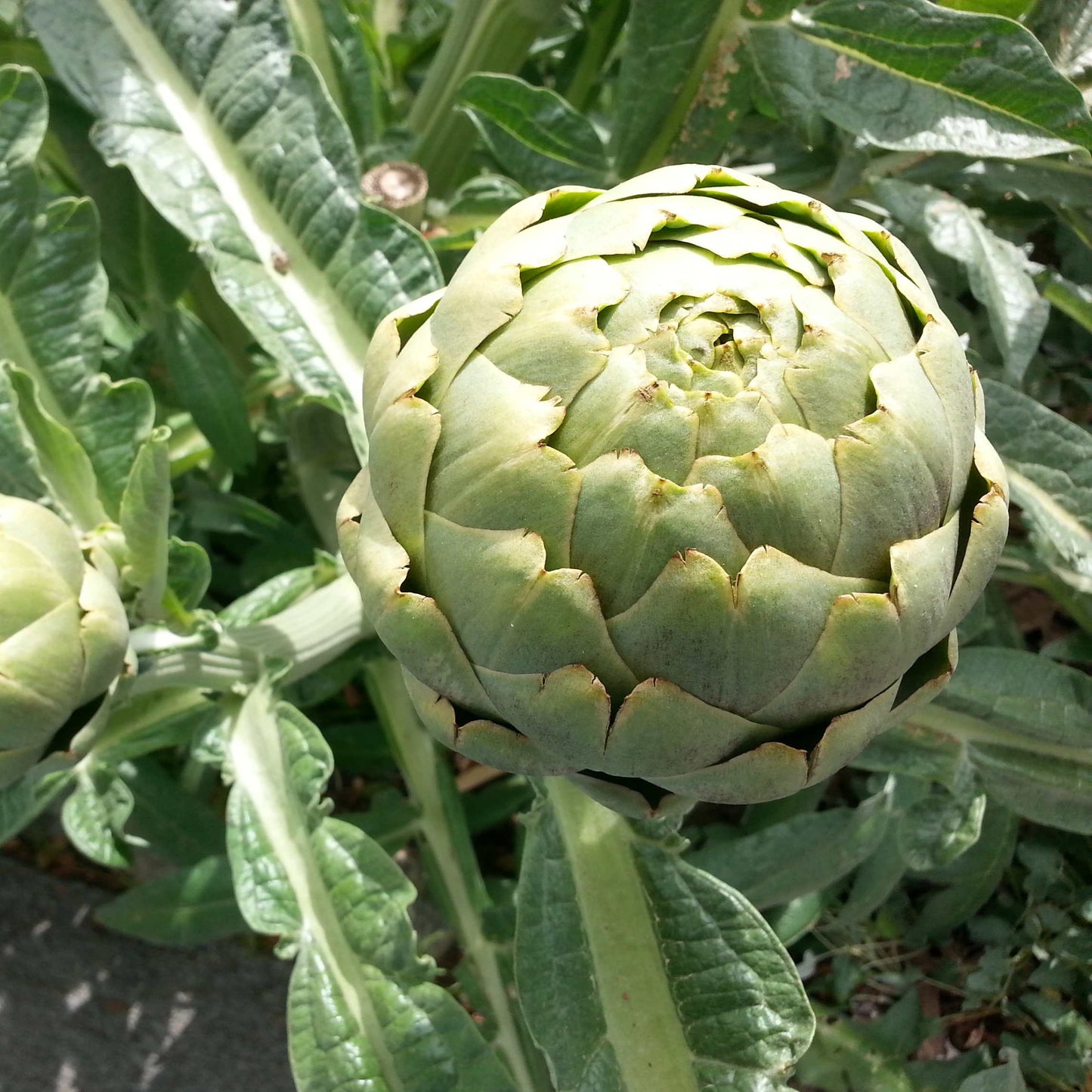 100pcs Organic Artichoke Seeds Pack