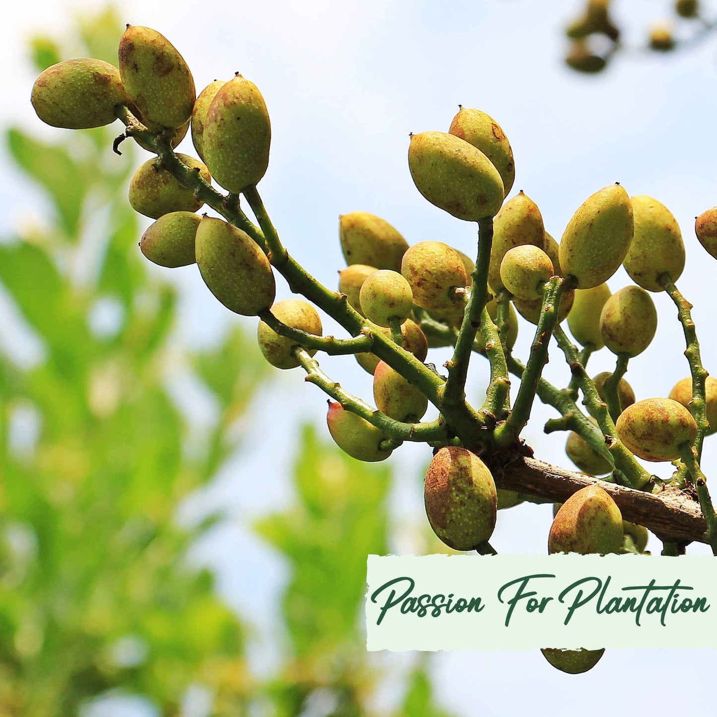 Organic Pistachio Tree Seeds, Non-GMO