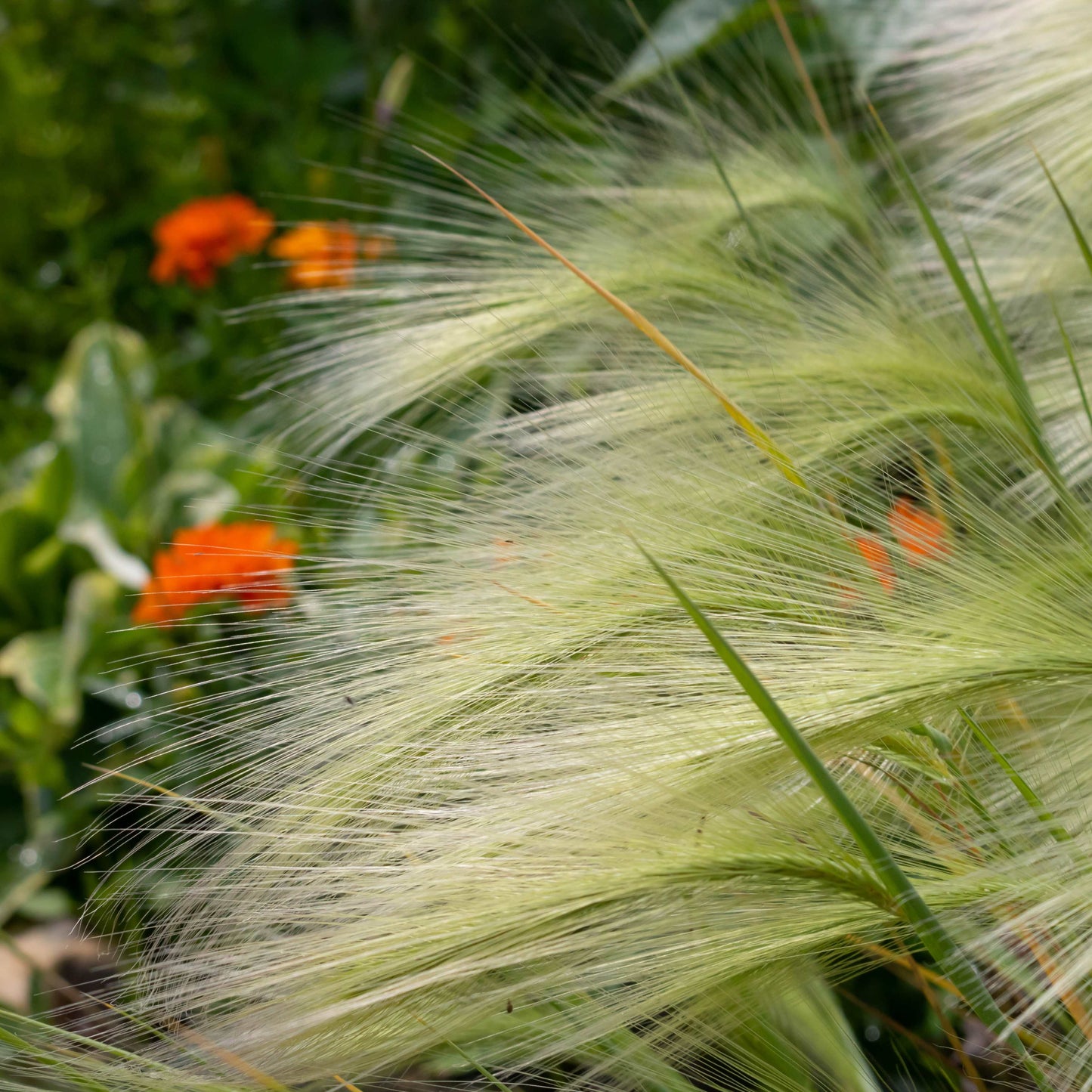 100Pcs Foxtail Barley Ornamental Grass Seeds