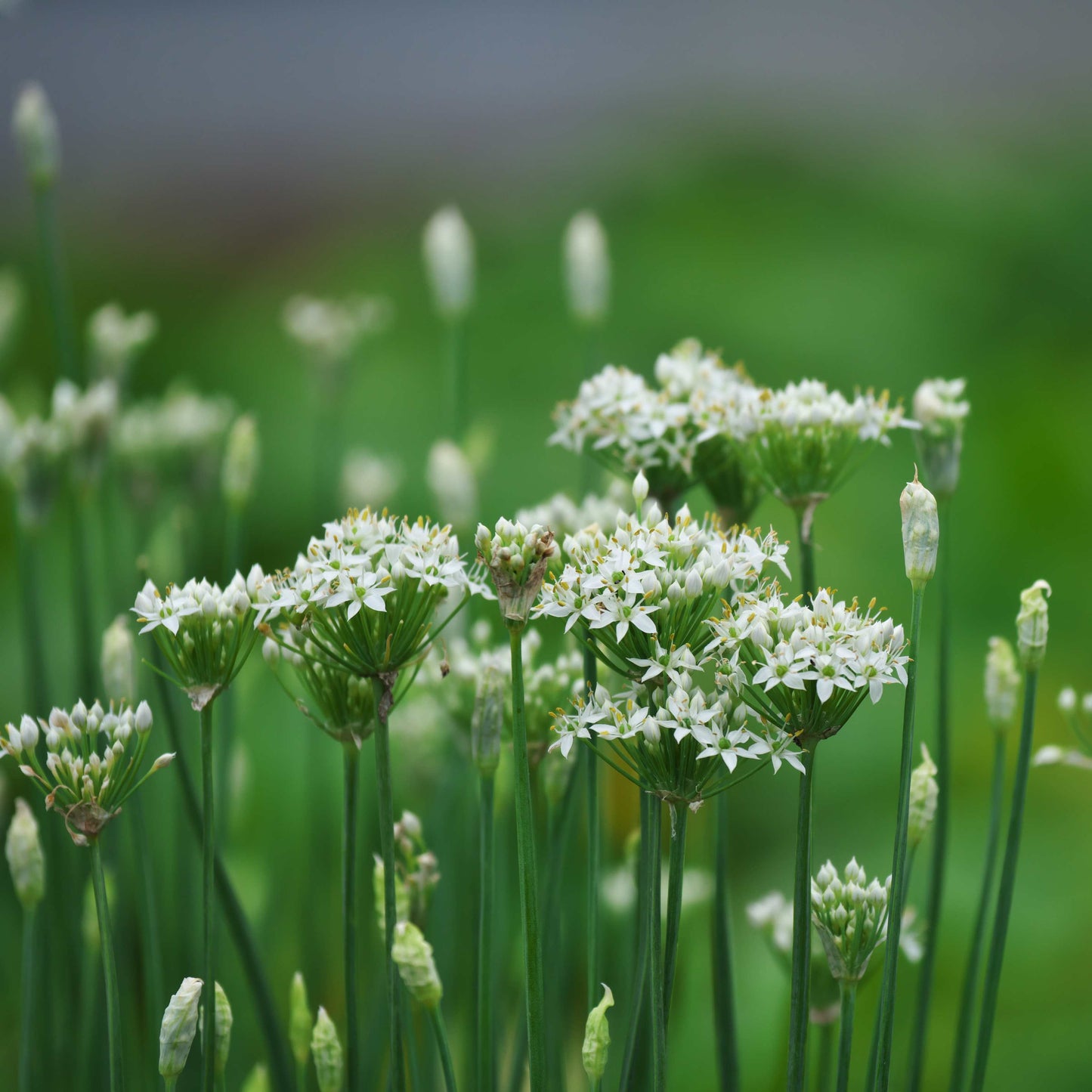 100Pcs Allium Tuberosum Garlic Chives Seeds