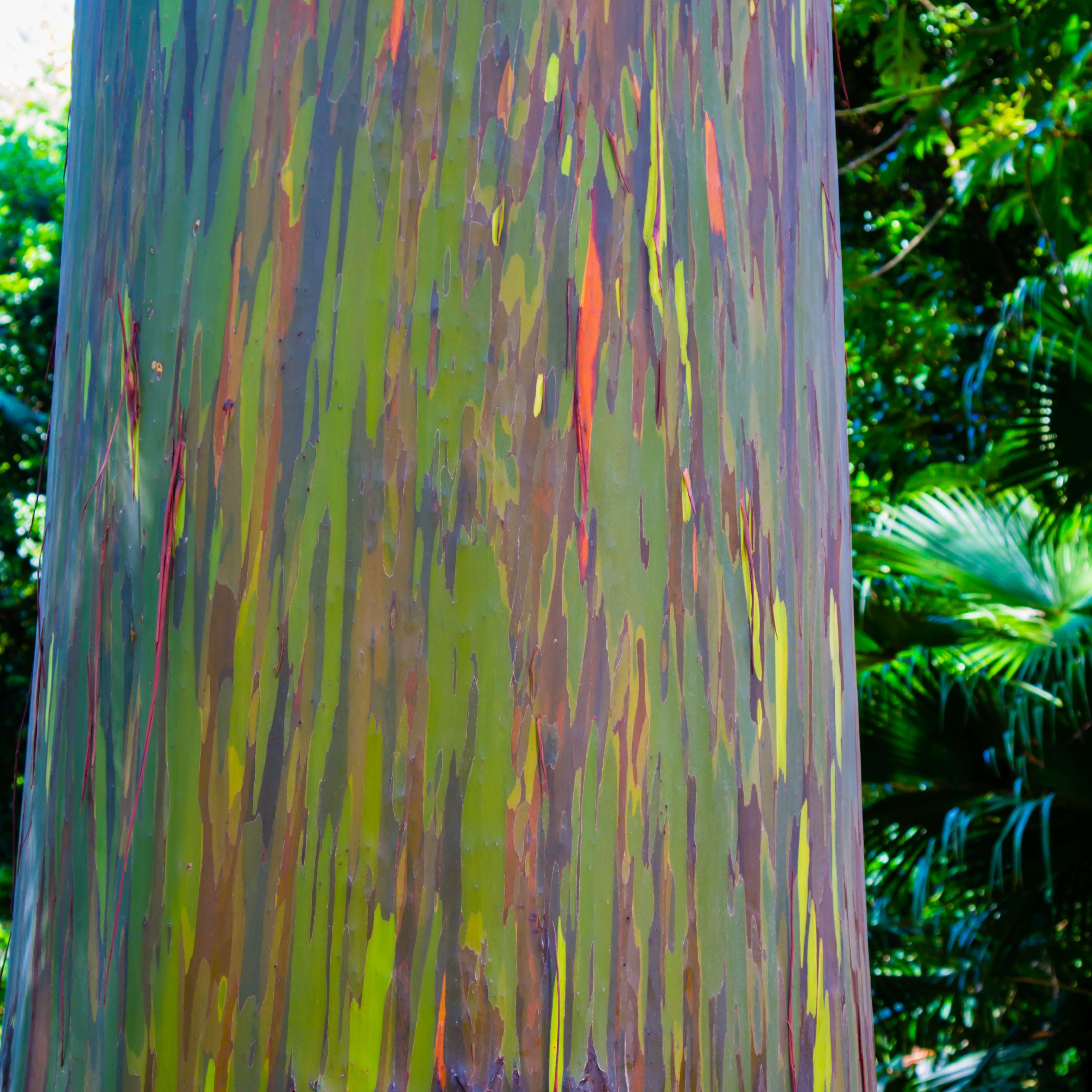 50Pcs Bifrost Rainbow Eucalyptus Deglupta Tree Seeds