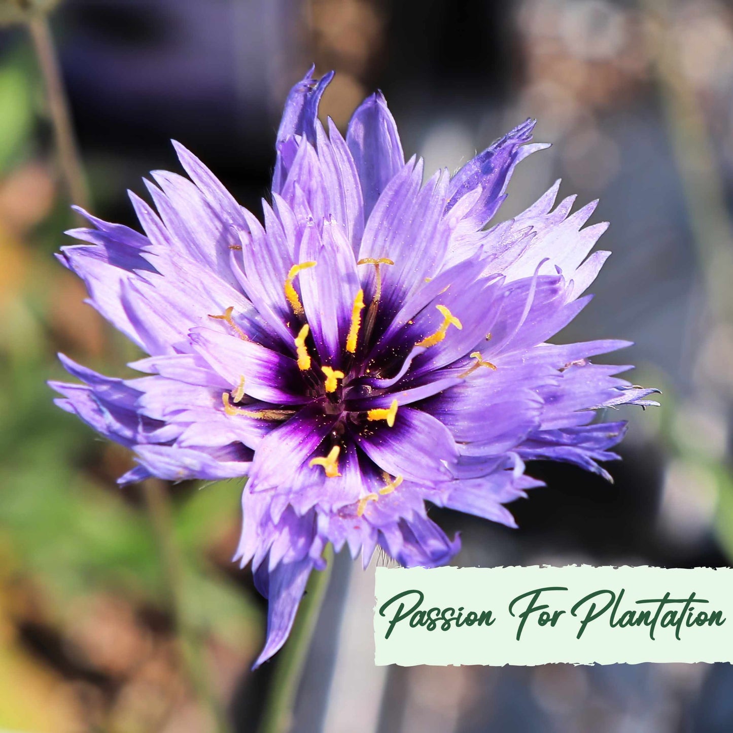 Cupids Dart Blue Flower Seeds (Catananche Caerulea)