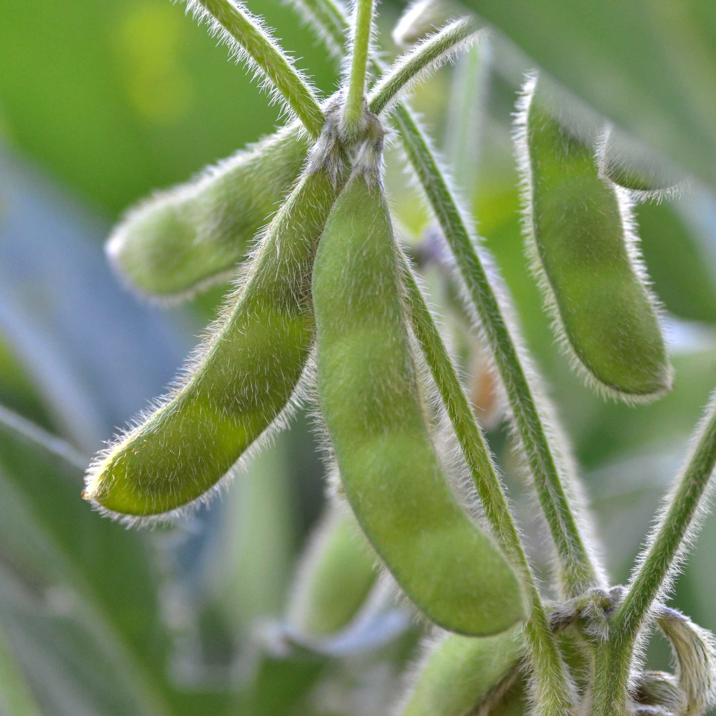 20Pcs Organic Non-GMO Soybean Seeds Pack