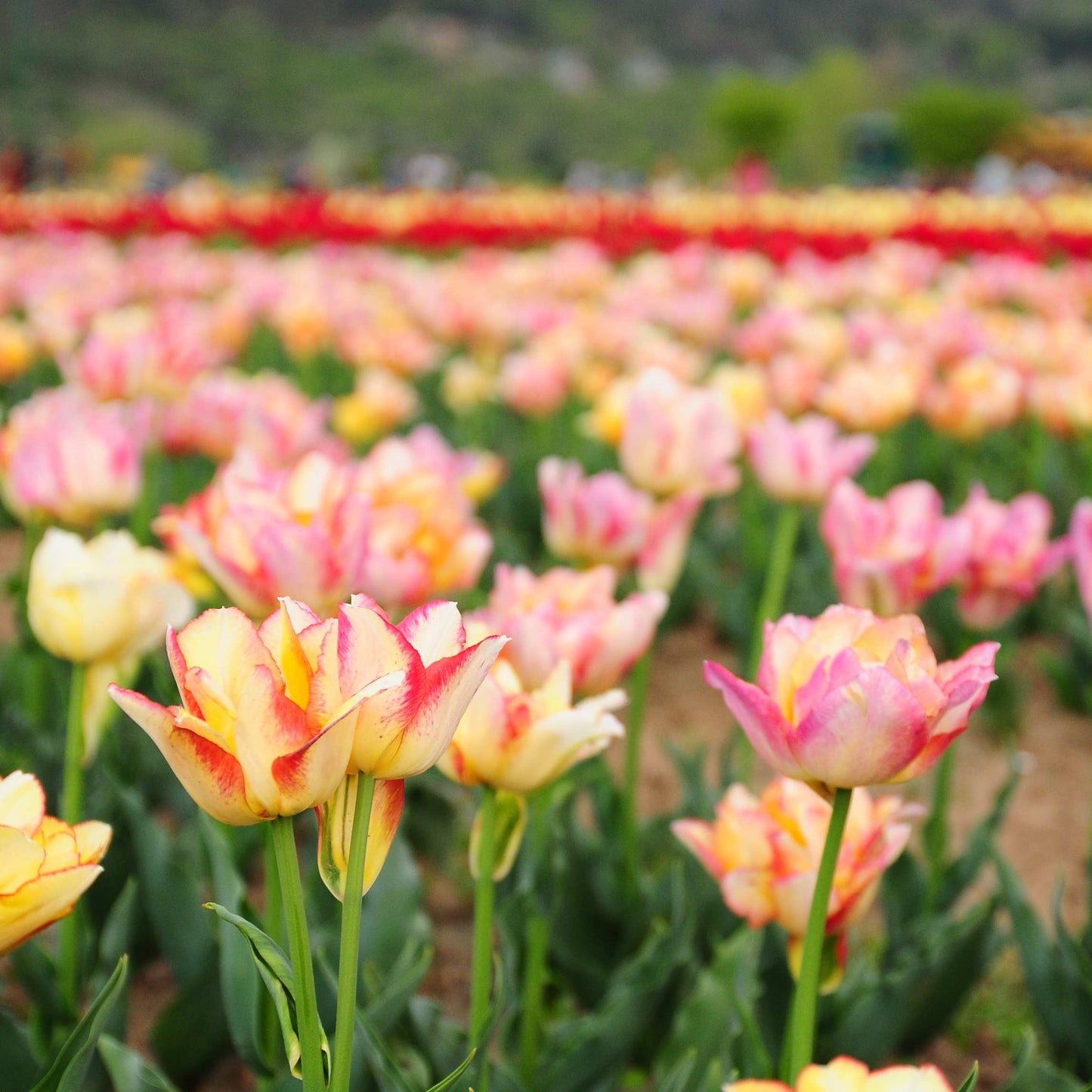 50Pcs Mixed Color Tulip Seeds