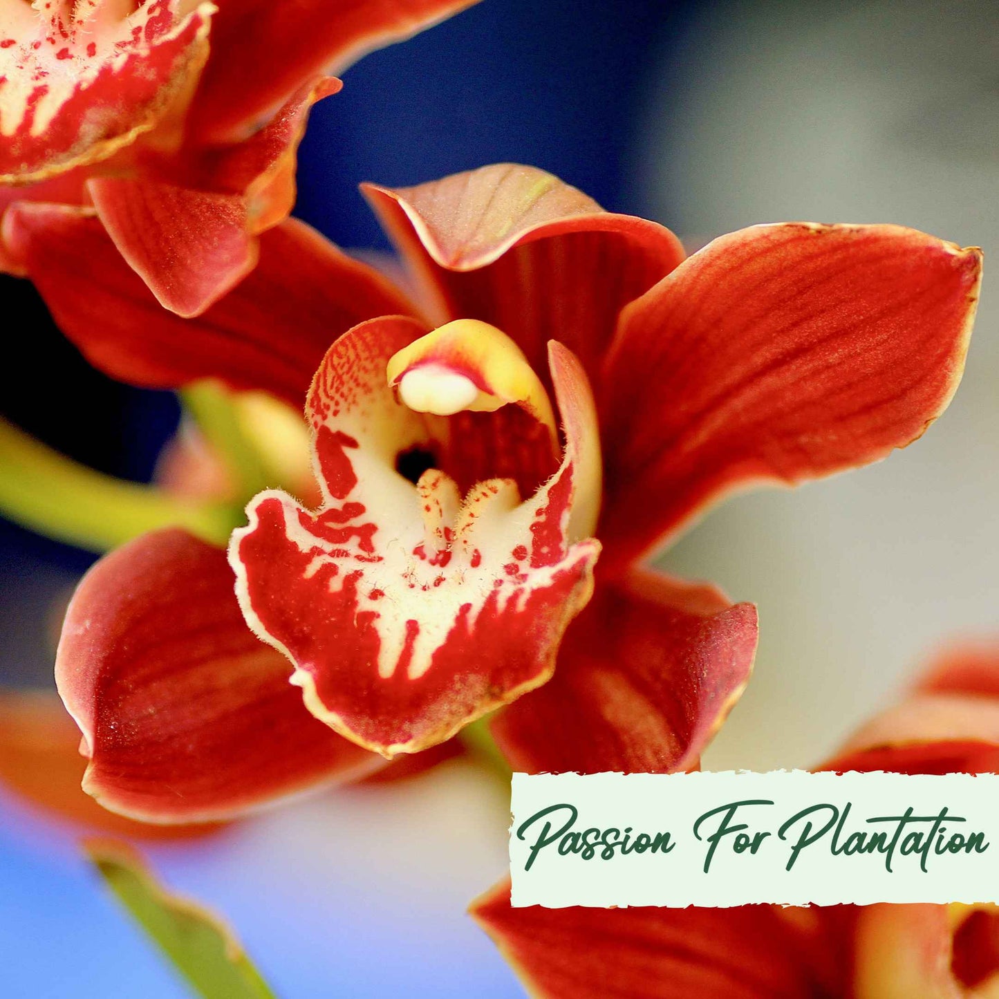 Cymbidium Faberi Orchid Flower, Orchid flores 100 Seeds