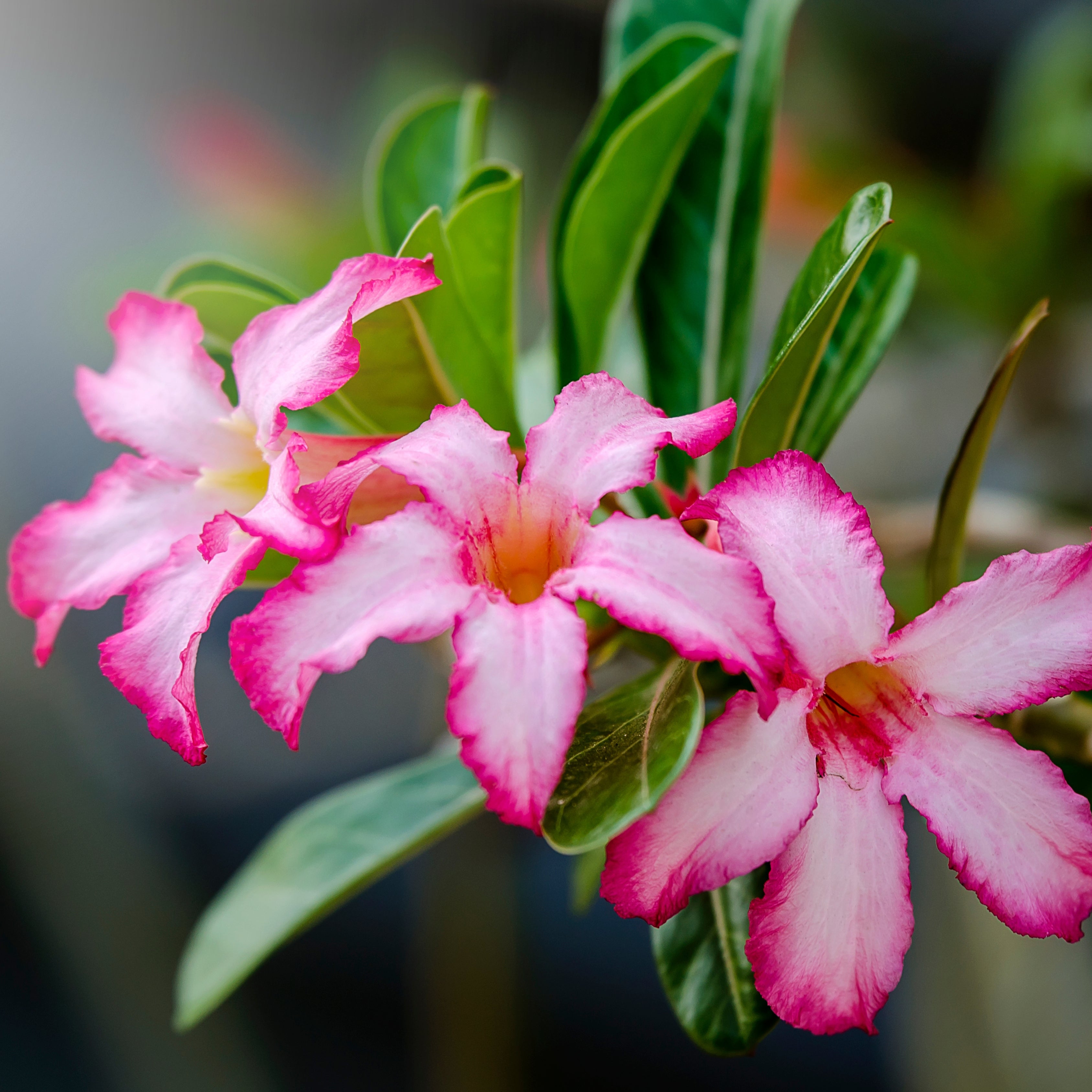 5Pcs Desert Rose Flower Seed