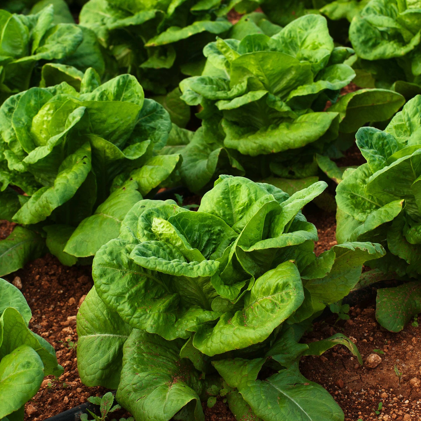 100Pcs Organic Lettuce Seeds