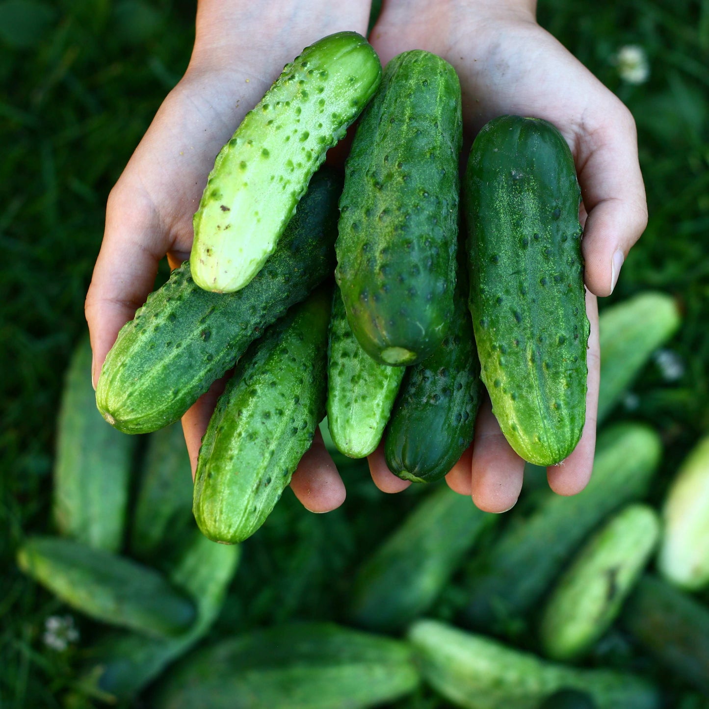 20Pcs Organic Cucumber Seeds