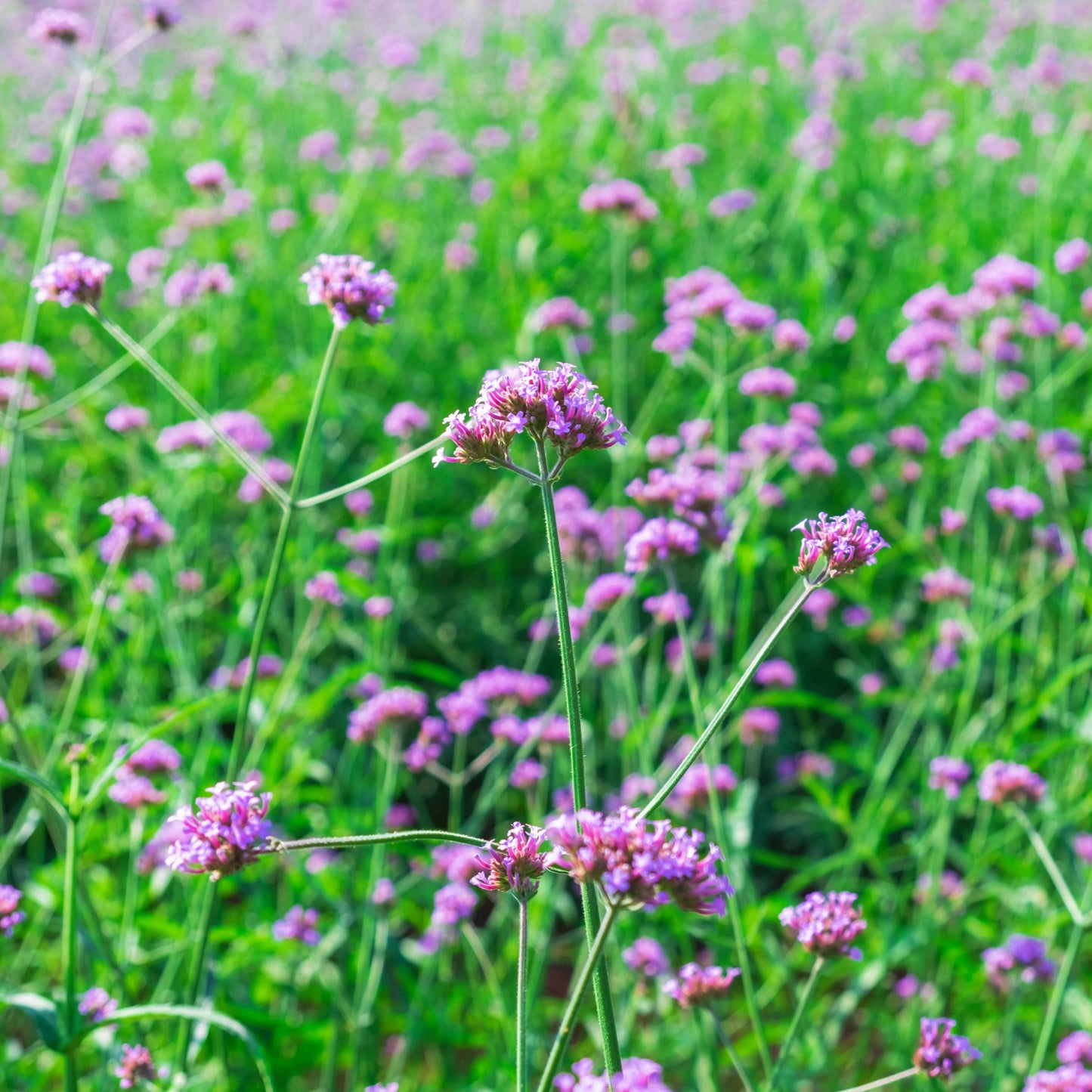 100Pcs Purpletop Vervain Flower Seeds