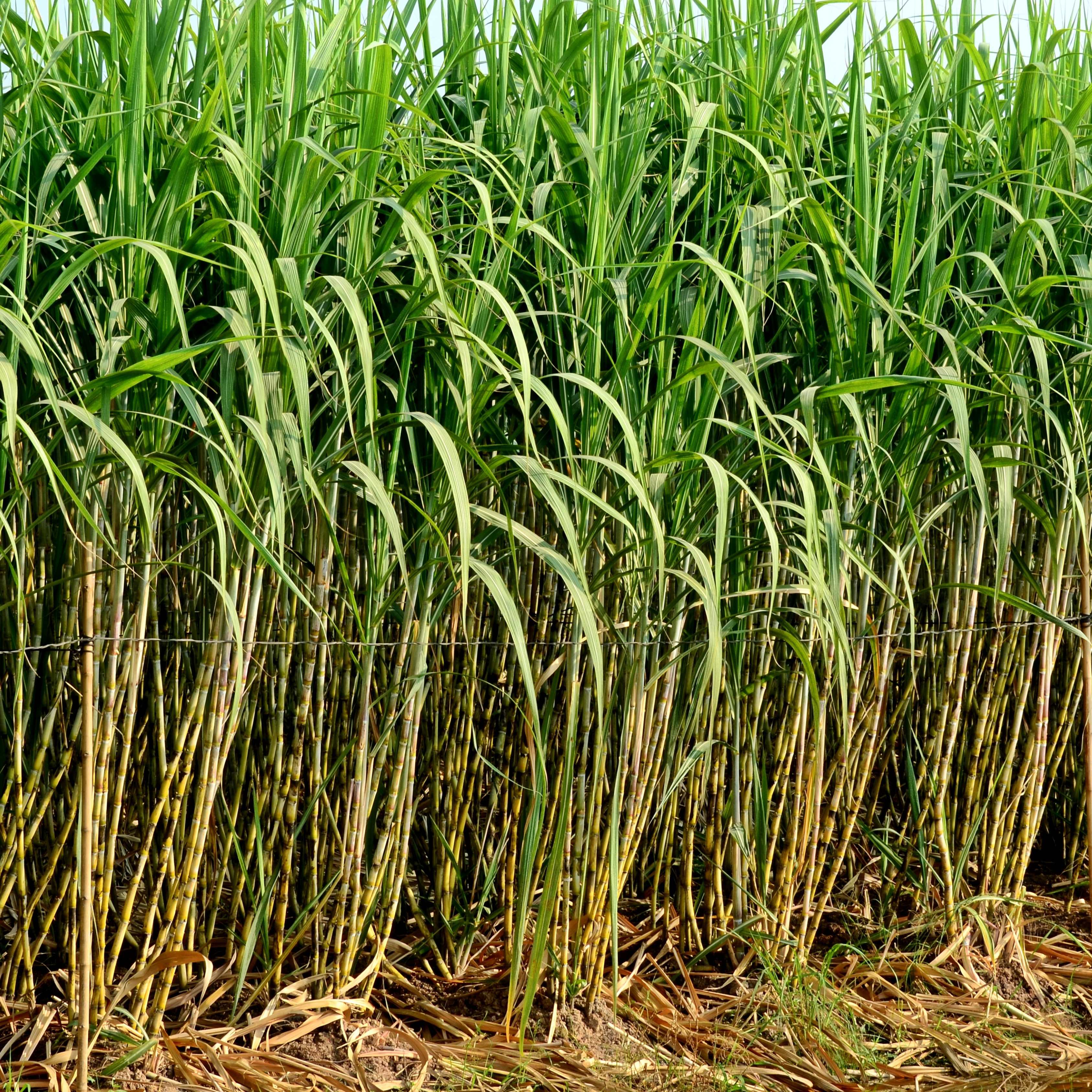 100Pcs Sugarcane (Saccharum officinarum) Seeds